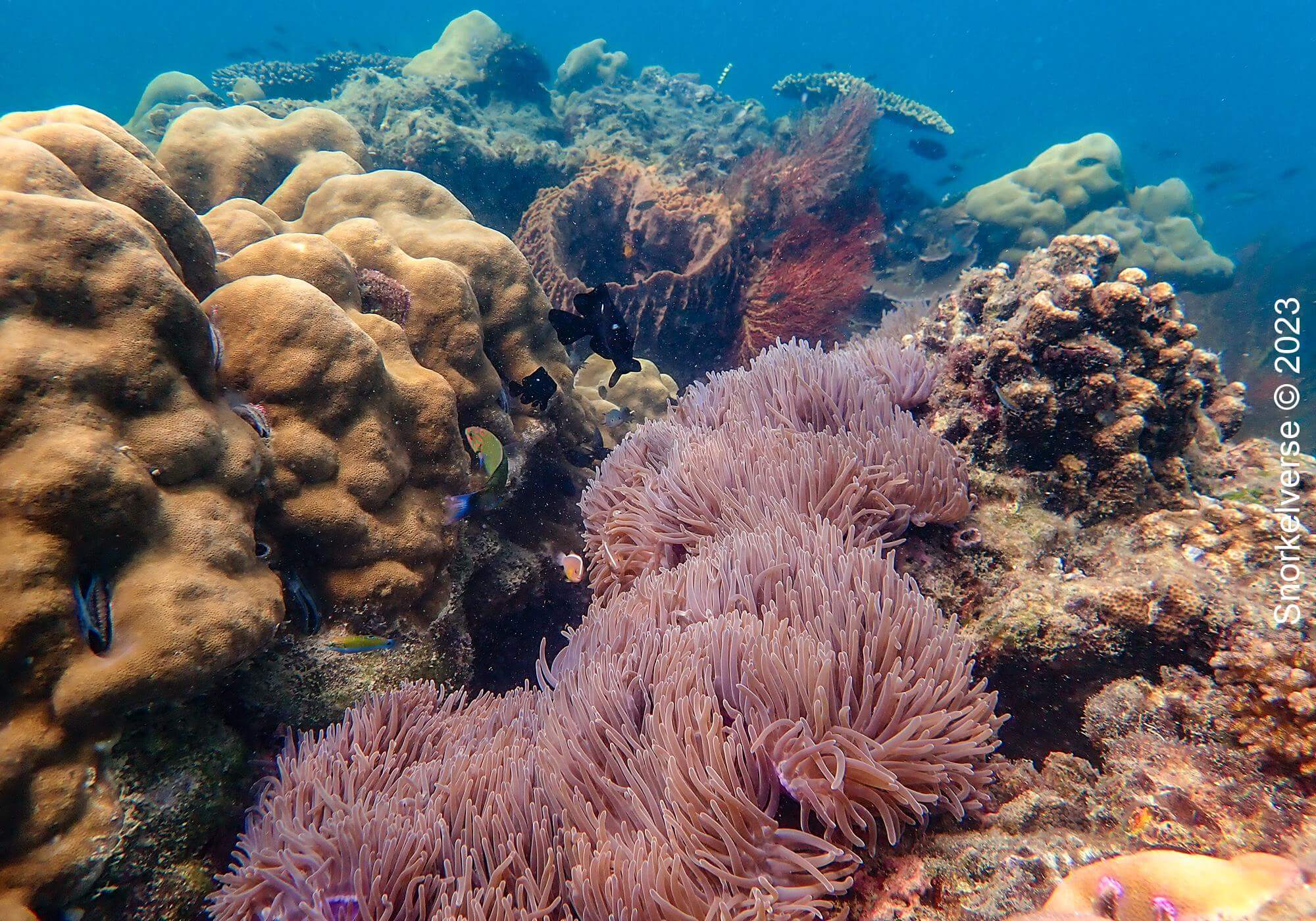 Snorkeling Bamboo Island Deeper Cora Reef
