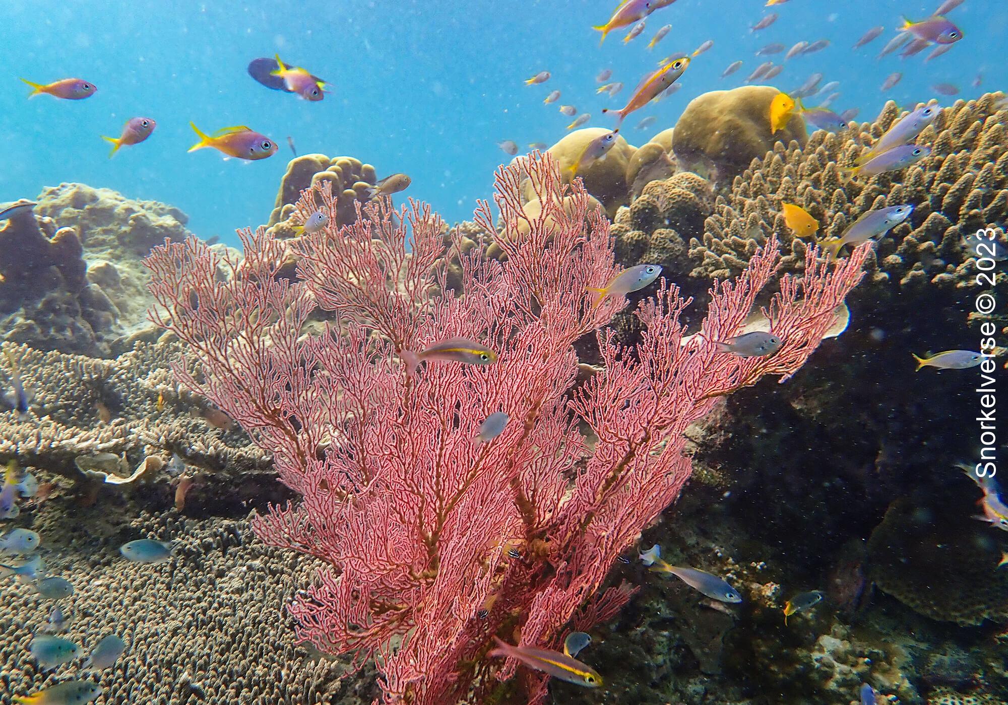 8 Best Snorkeling Spots Phi Phi Islands 23 Red Sea Fan, Loh Lana Bay