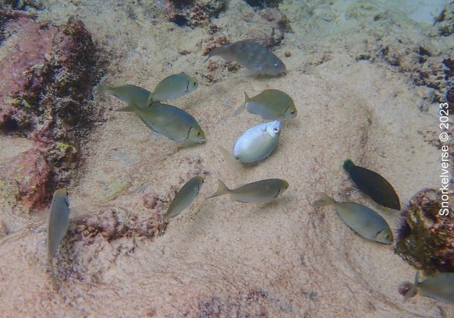 Small fish feeding on the rocks