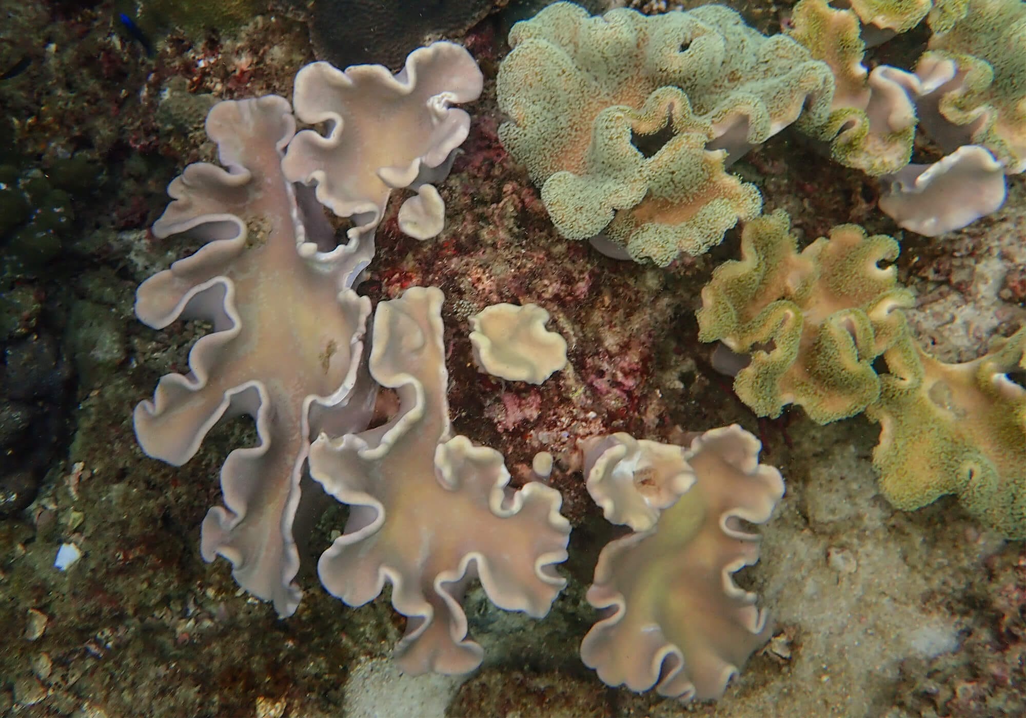 Folded Coral, Nui Bay