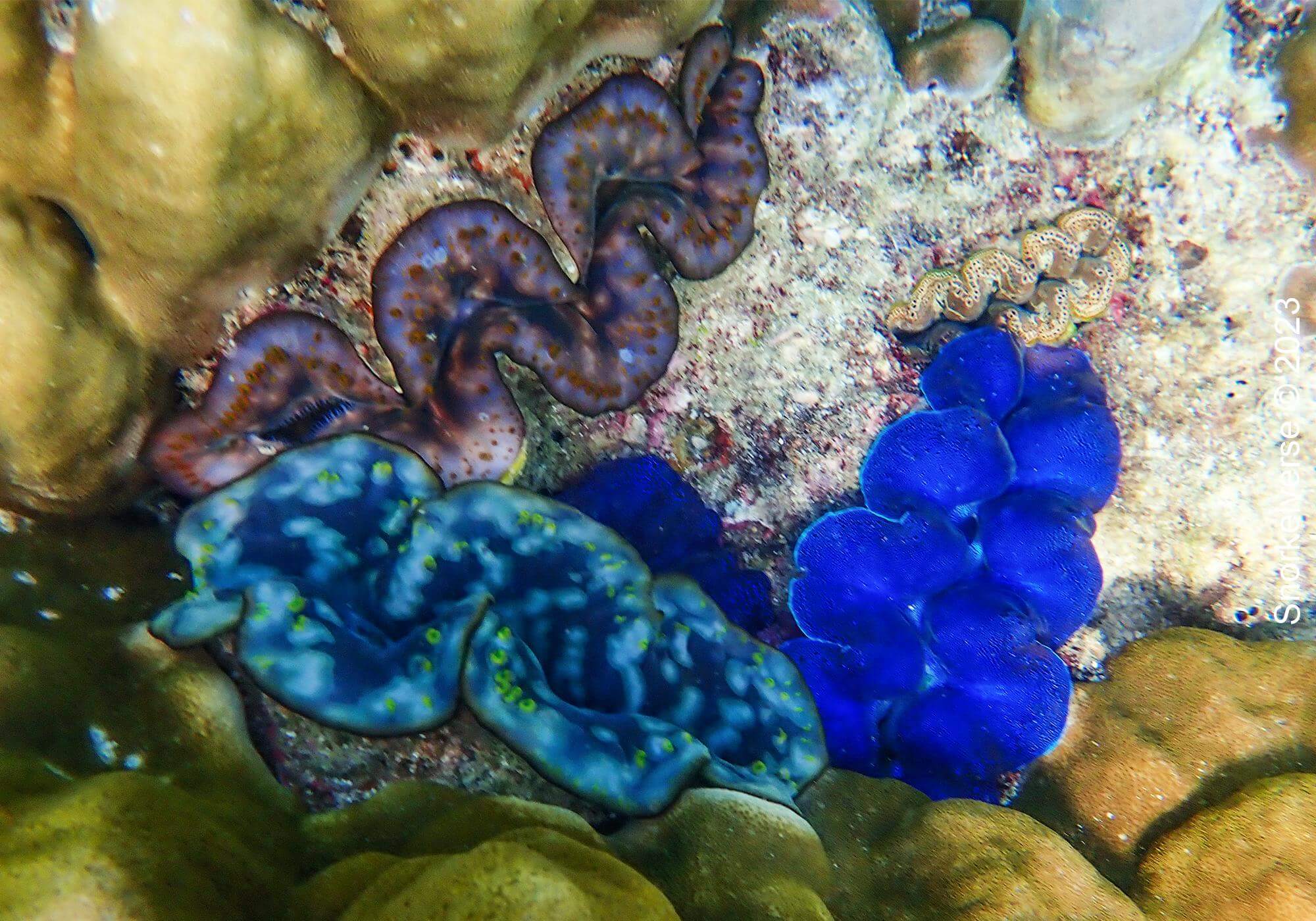 Giant Clam Bamboo Island