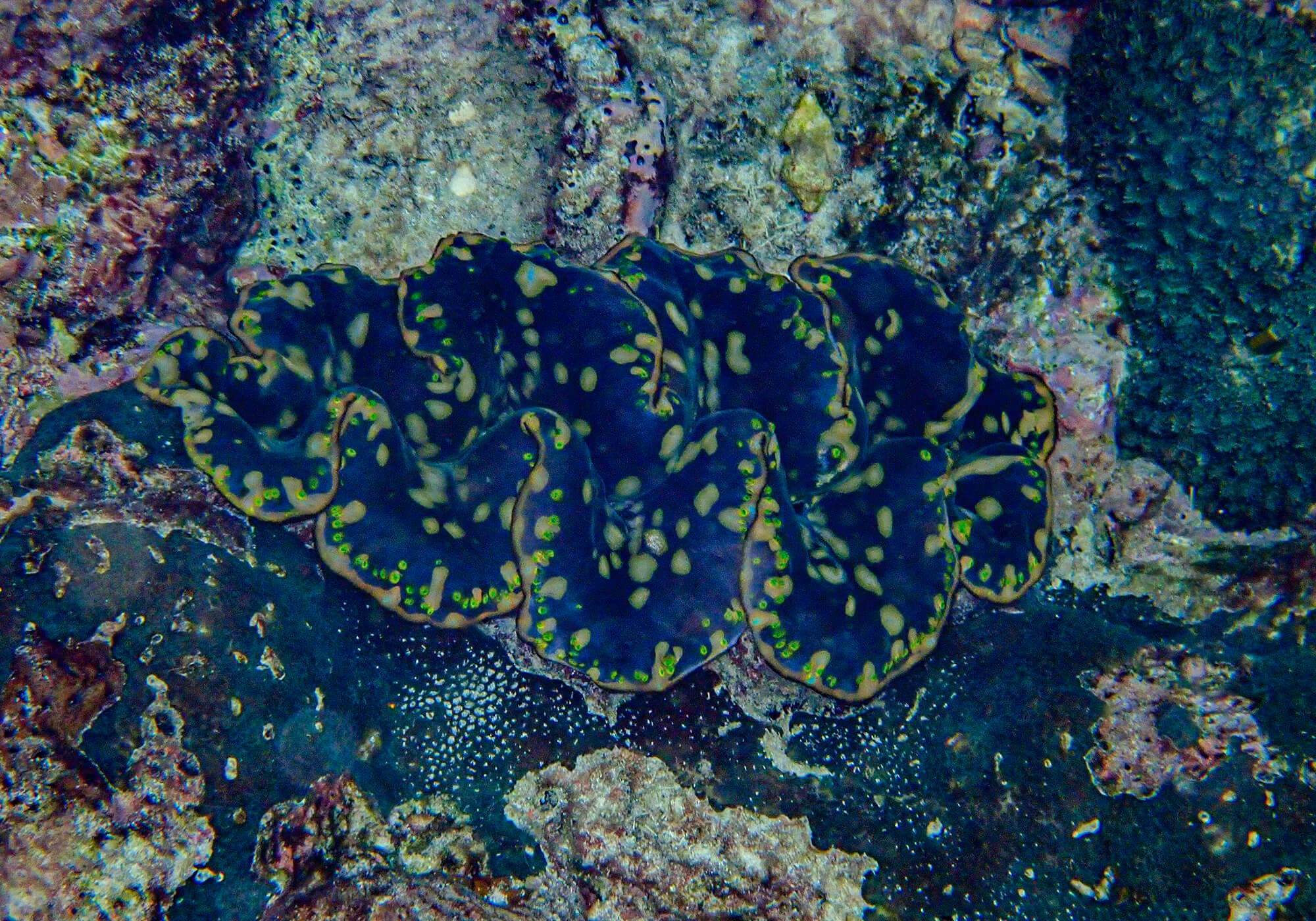 Blue and Yellow Giant Clam