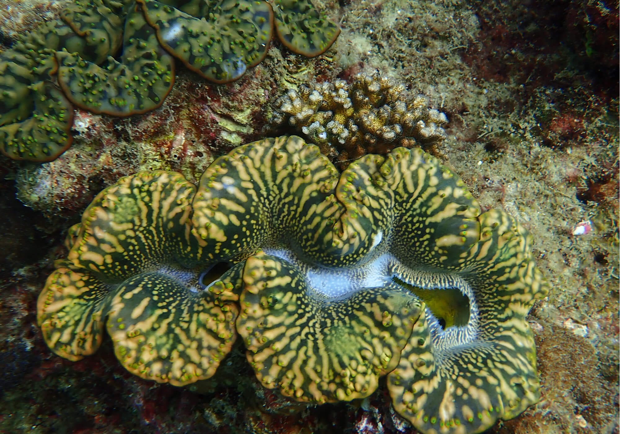 Mesmerising Giant Clam