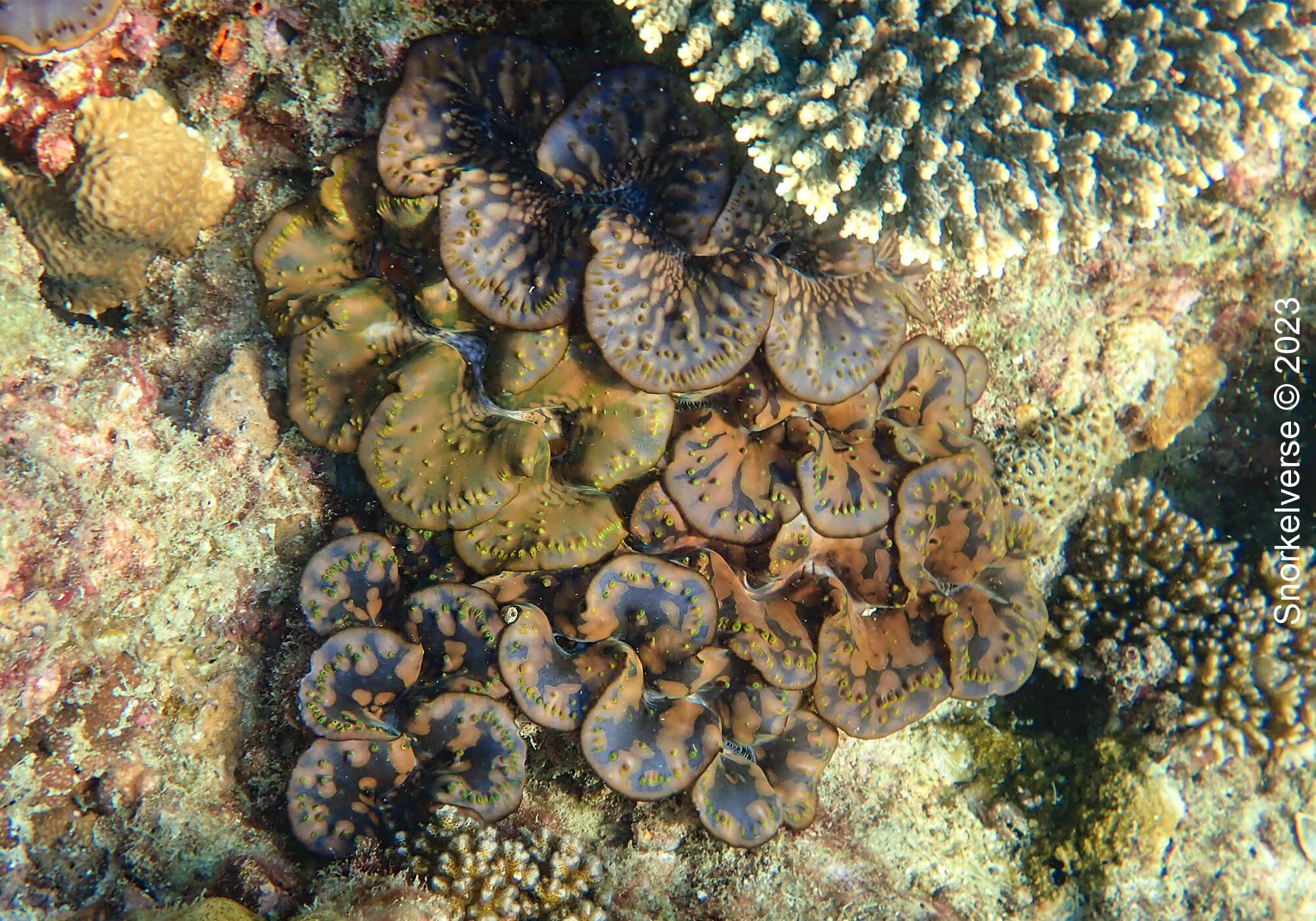 Patch of Giant Clams