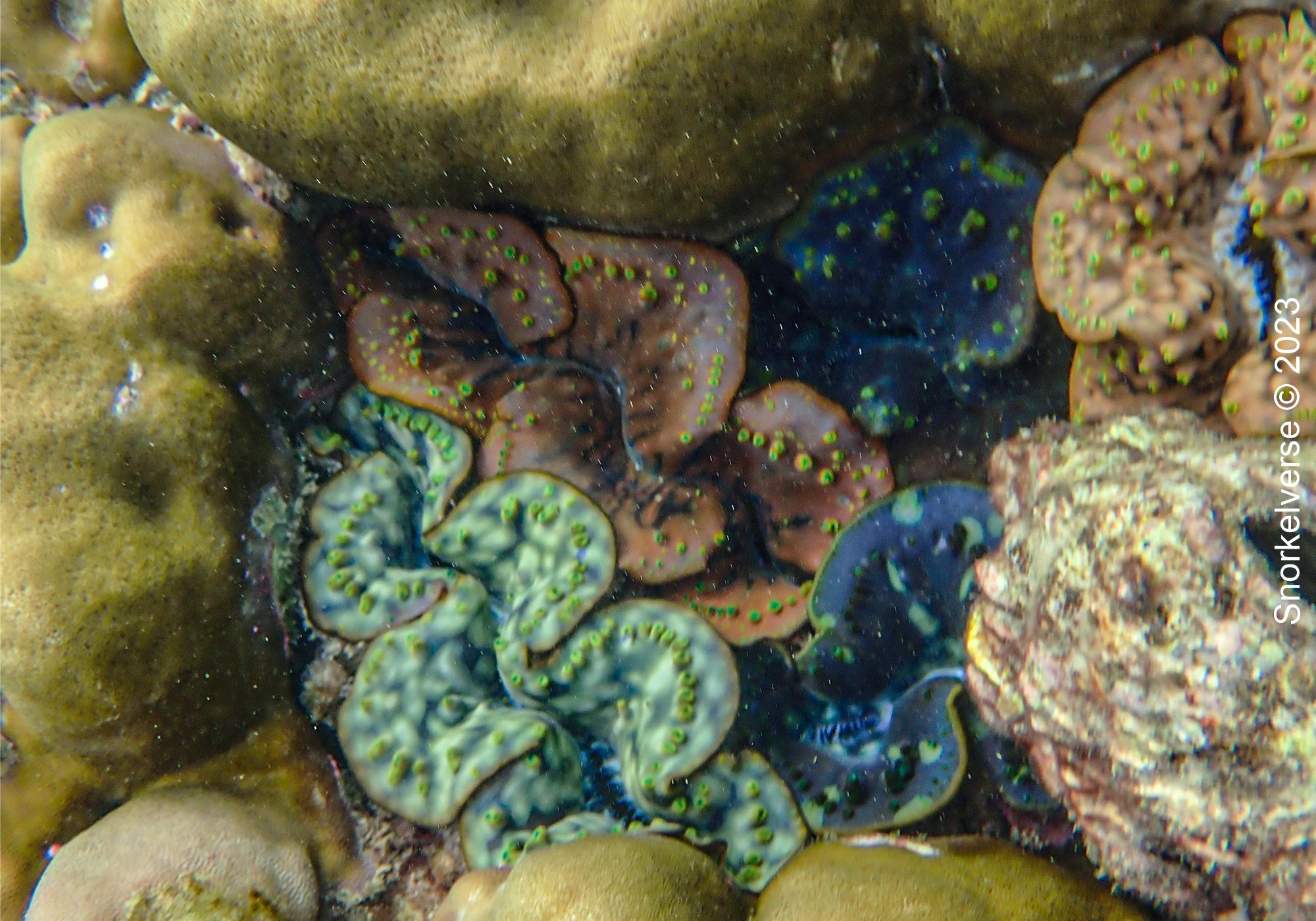 Snorkeling with Blacktip's at Shark Point, Phi Phi Islands 35 Giant Clams Shark Point