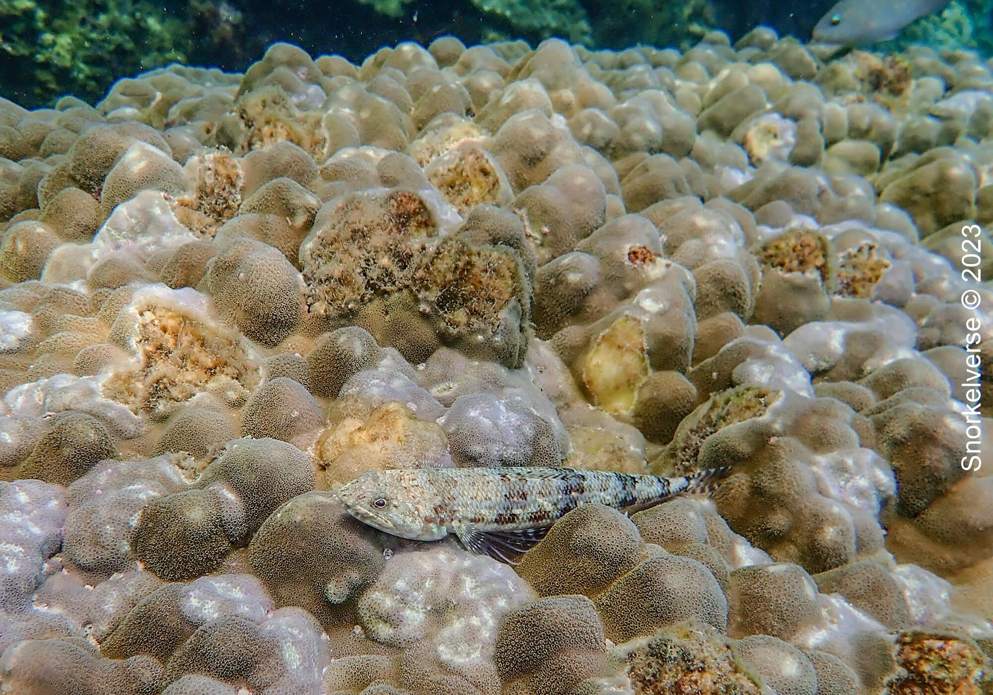 Goby Fish, Phi Phi Islands