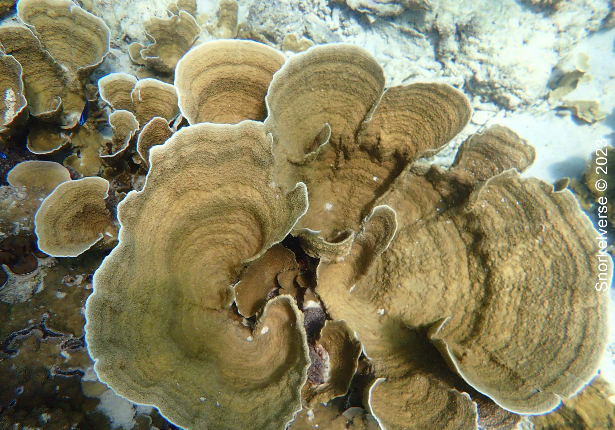 Lettuce Coral