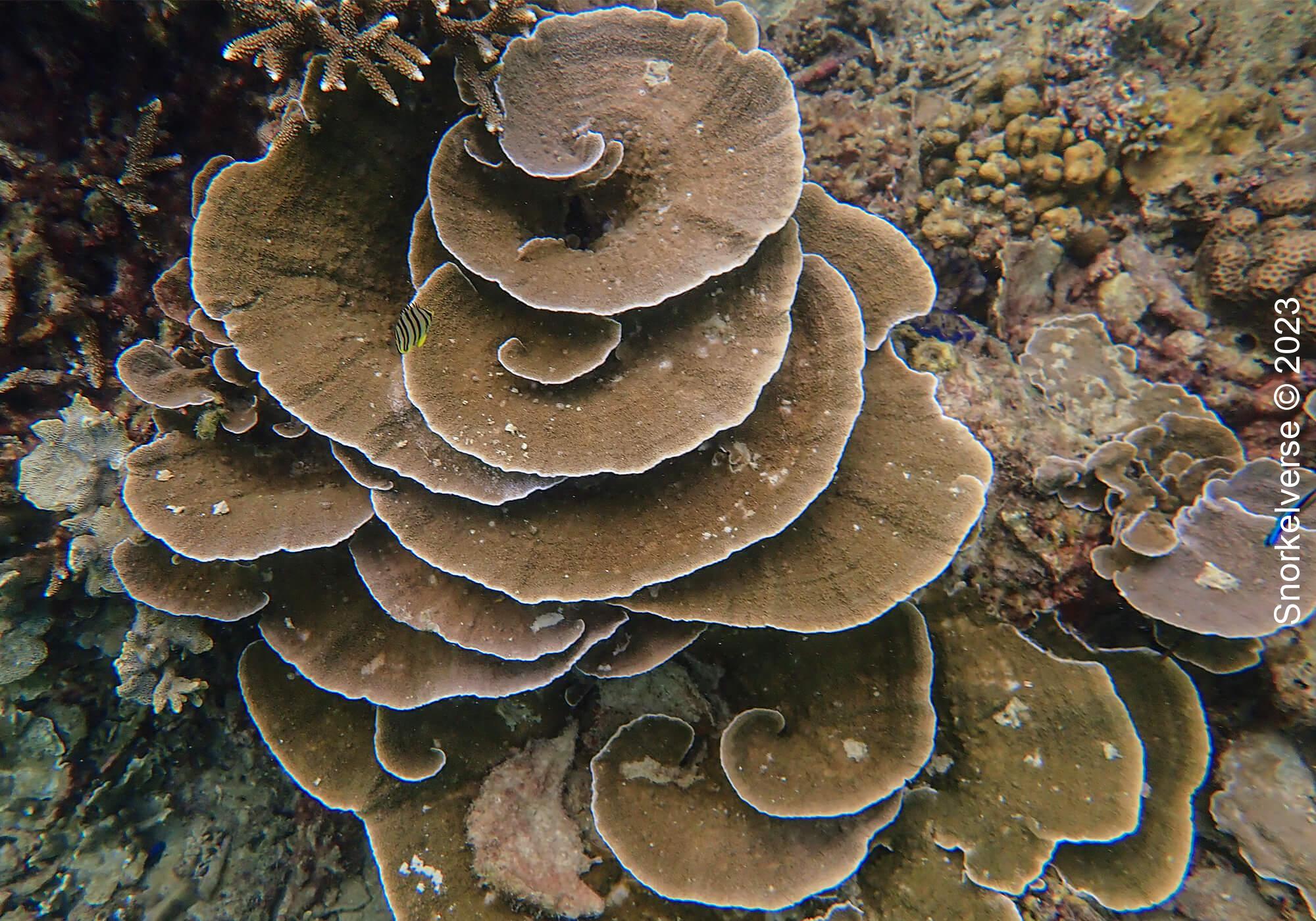 Lettuce Coral, Nui Beach