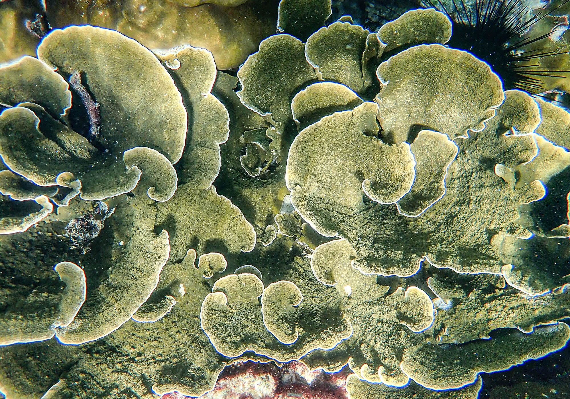Lettuce Coral at Pileh Lagoon, Phi Phi Islands