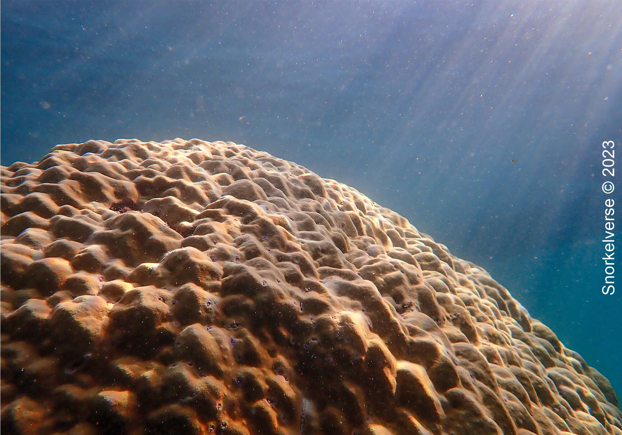 Snorkeling Nui Beach, Phi Phi Islands 33 Massive Boulder Coral