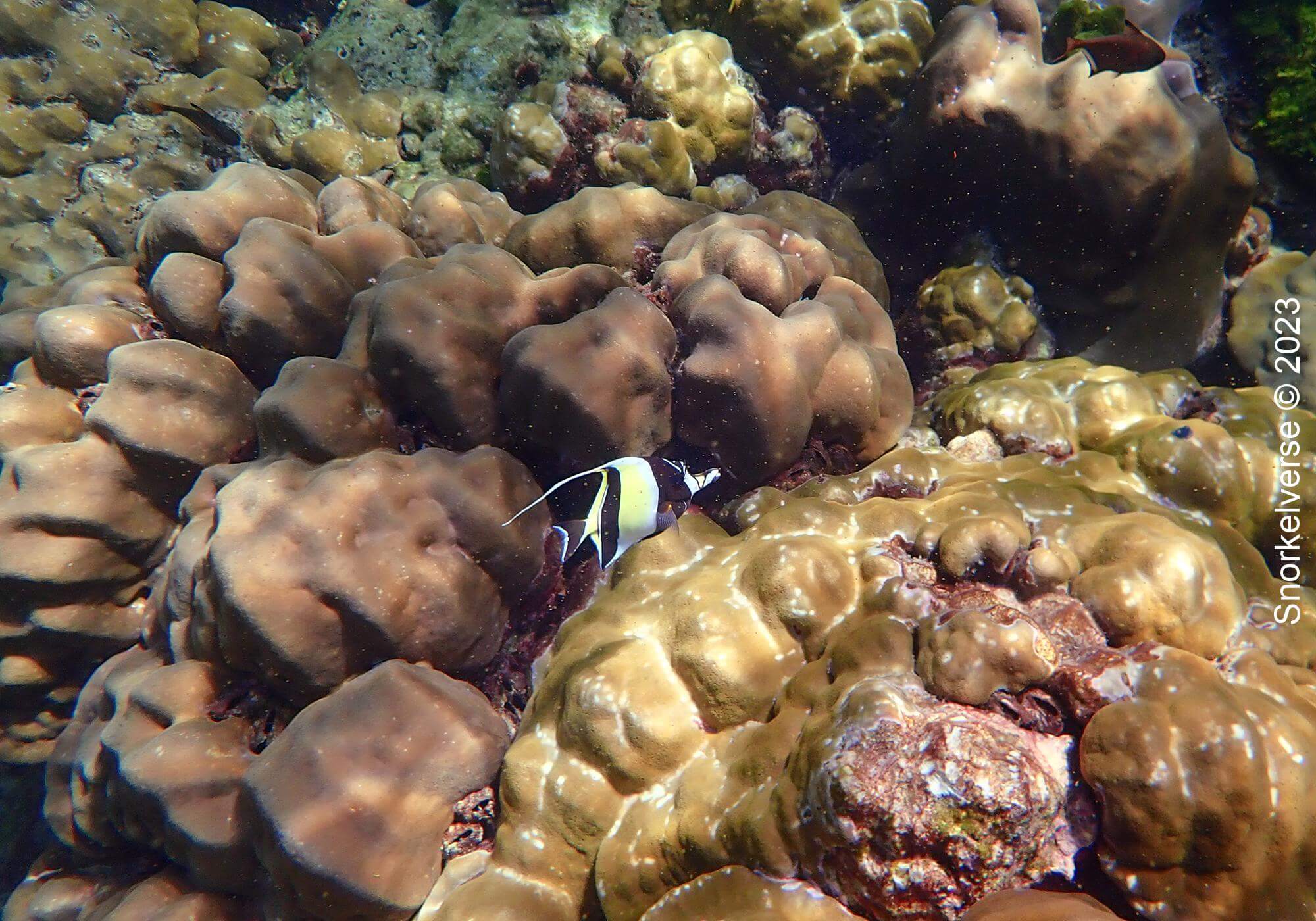 Snorkeling the remote islands of Koh Haa 31 Moorish Idol