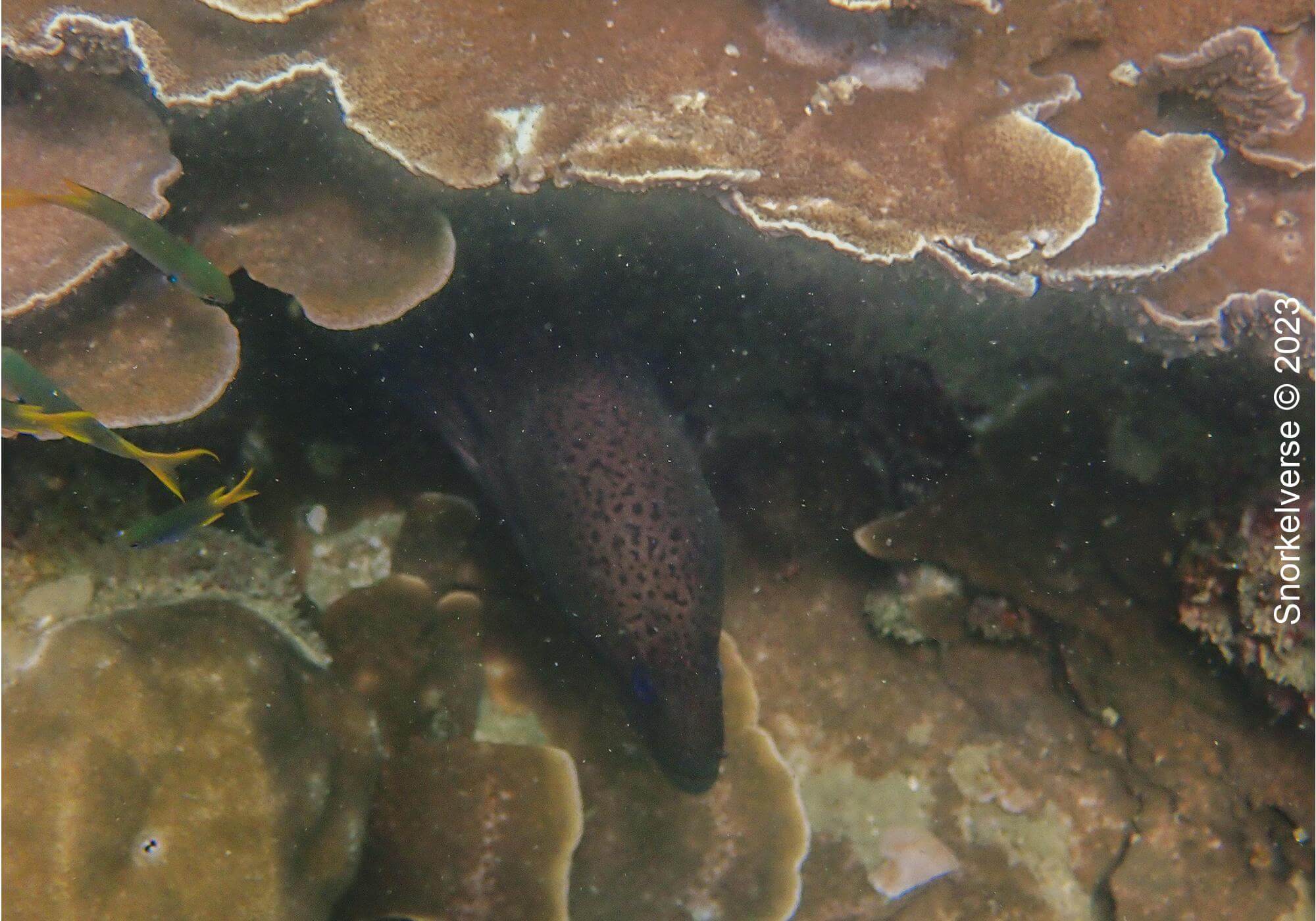 Giant Moray Eel Bamboo Island