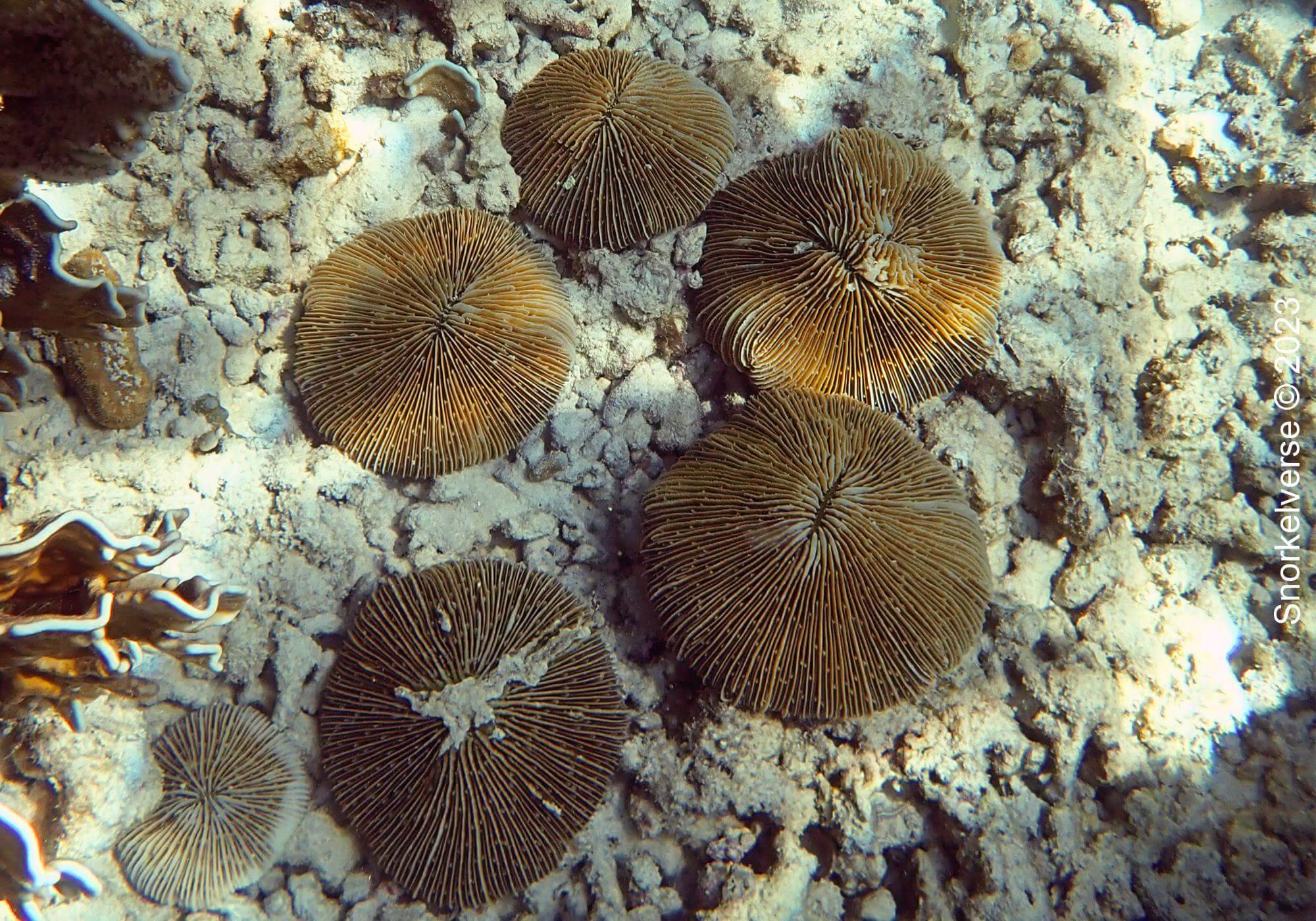 Musheroom Coral