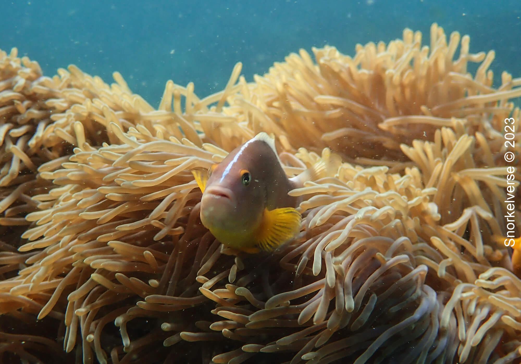 Nosestripe Anemonefish