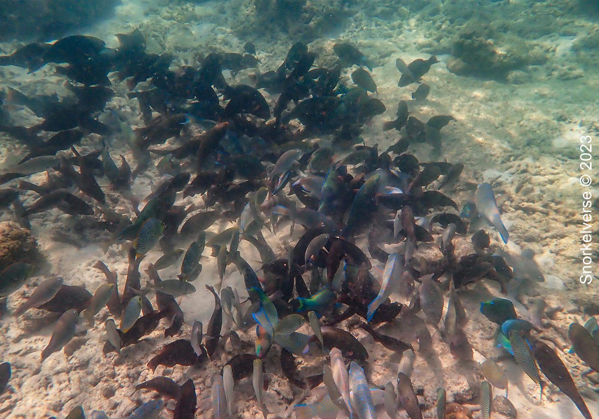 Snorkeling with a school of Parrot Fish, Bamboo Island