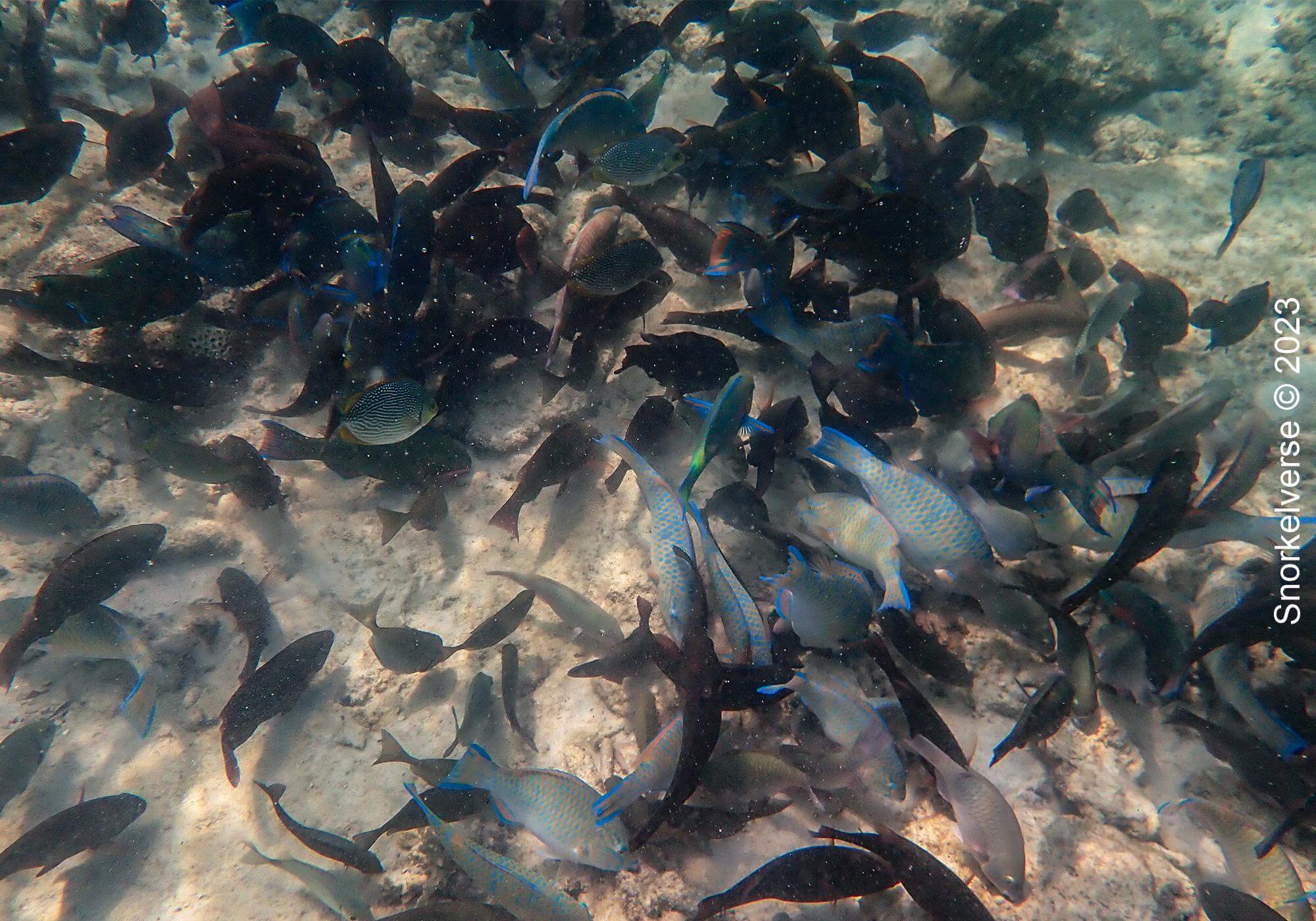 Snorkeling with a school of Parrot Fish, Bamboo Island