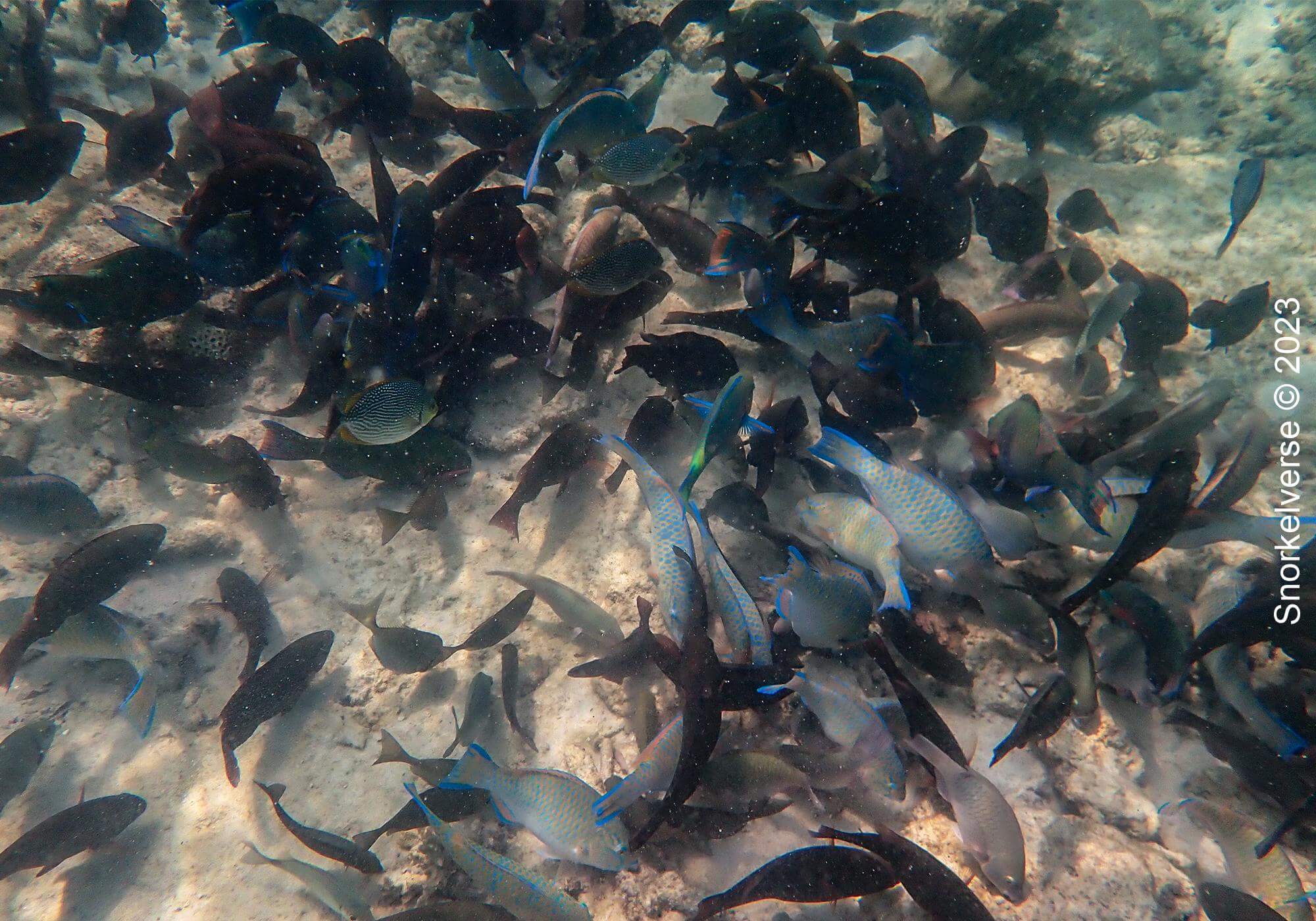 Snorkeling the underwater rainforest of Bamboo Island, Phi Phi Islands 33 Snorkeling with a school of Parrot Fish, Bamboo Island
