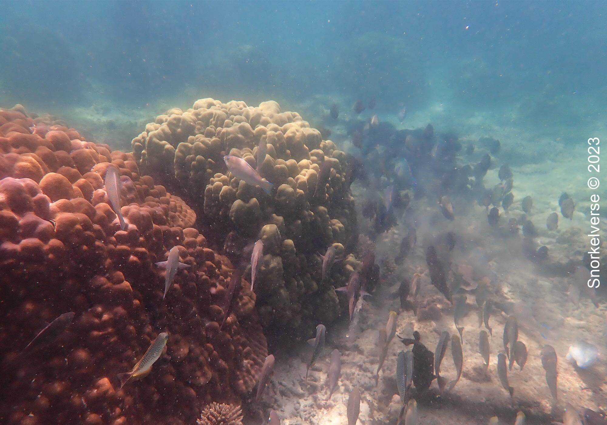 Snorkeling the underwater rainforest of Bamboo Island, Phi Phi Islands 35 Parrot Fish School Bamboo Island 1