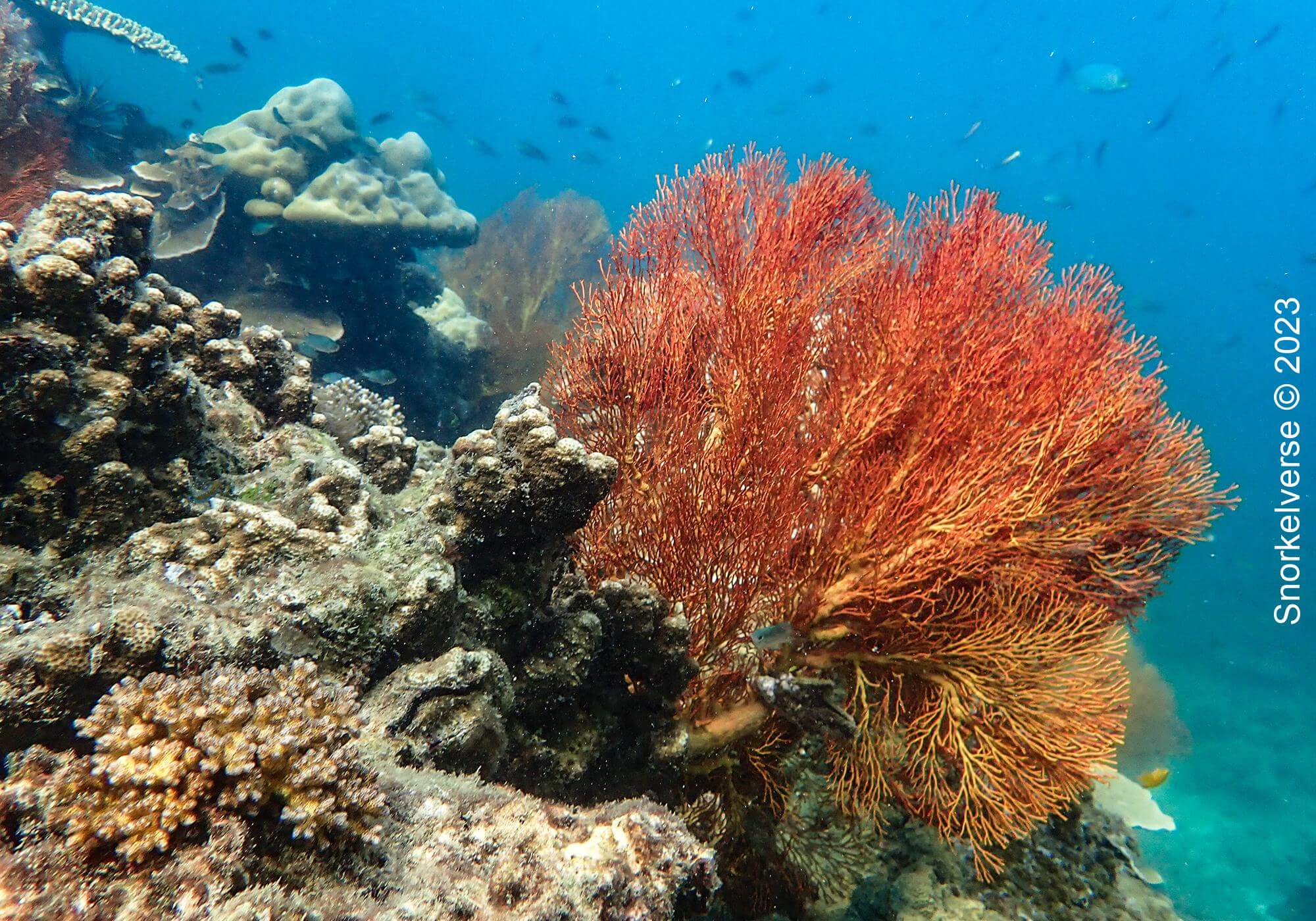 Red Fan Coral Bamboo Island 2