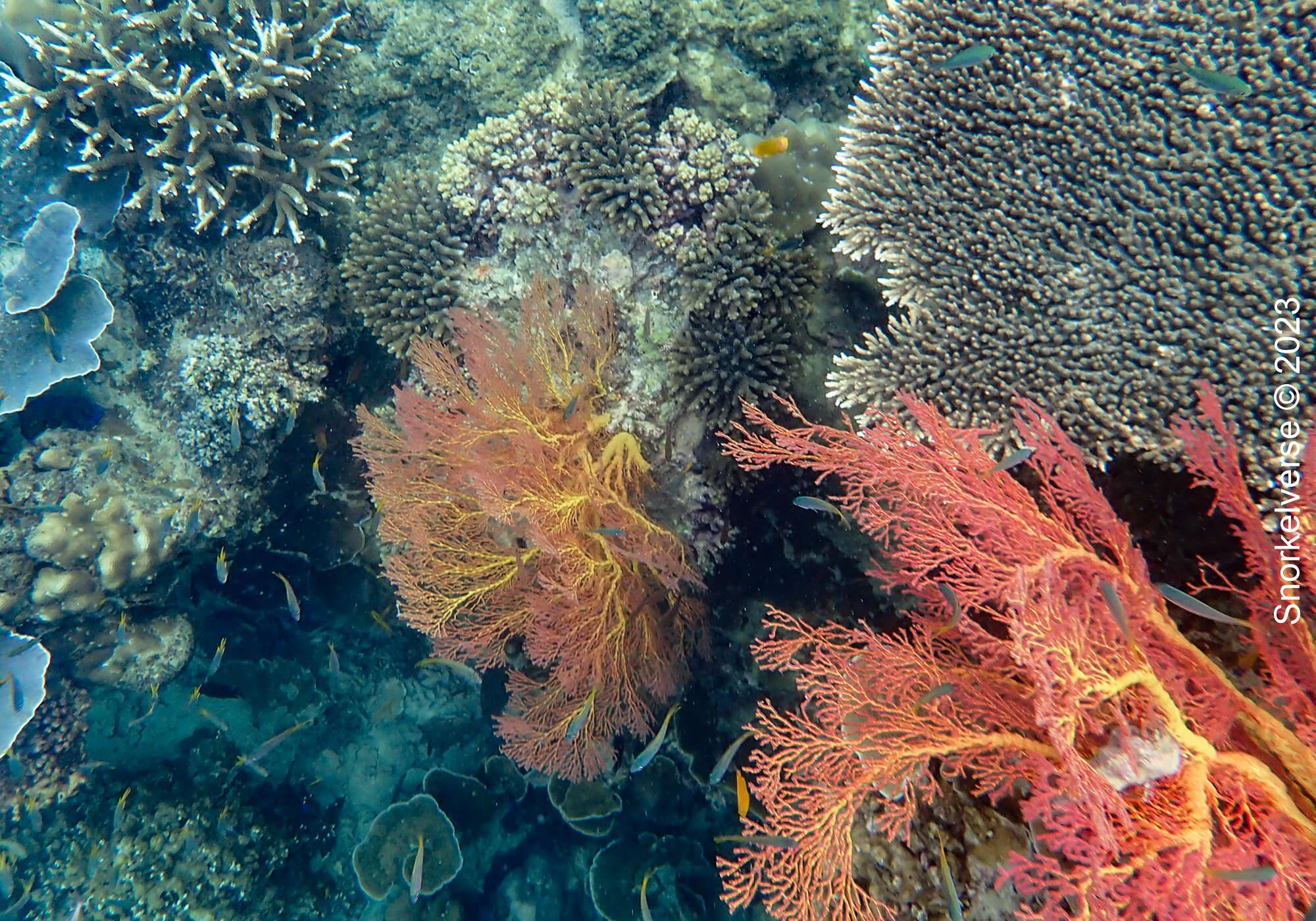 Red Fan Coral