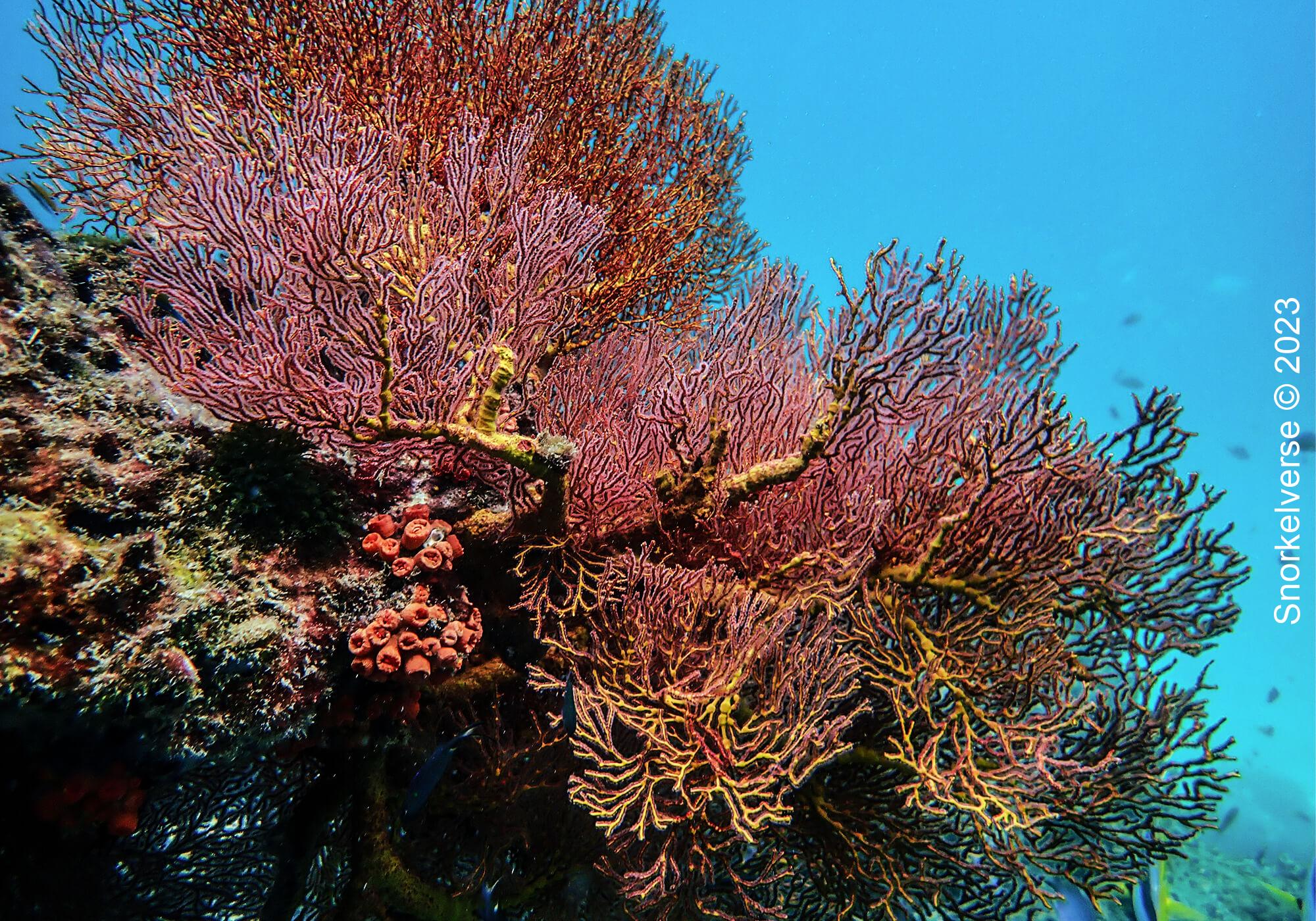 Red Fan Coral, Phi Phi Islands