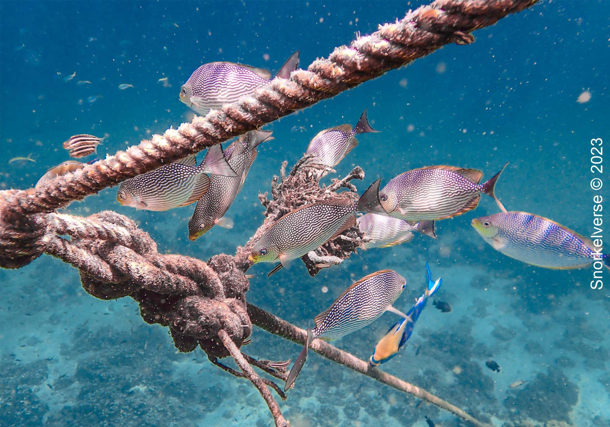 Snorkeling the remote islands of Koh Haa 35 Reef Fish Koh Haa