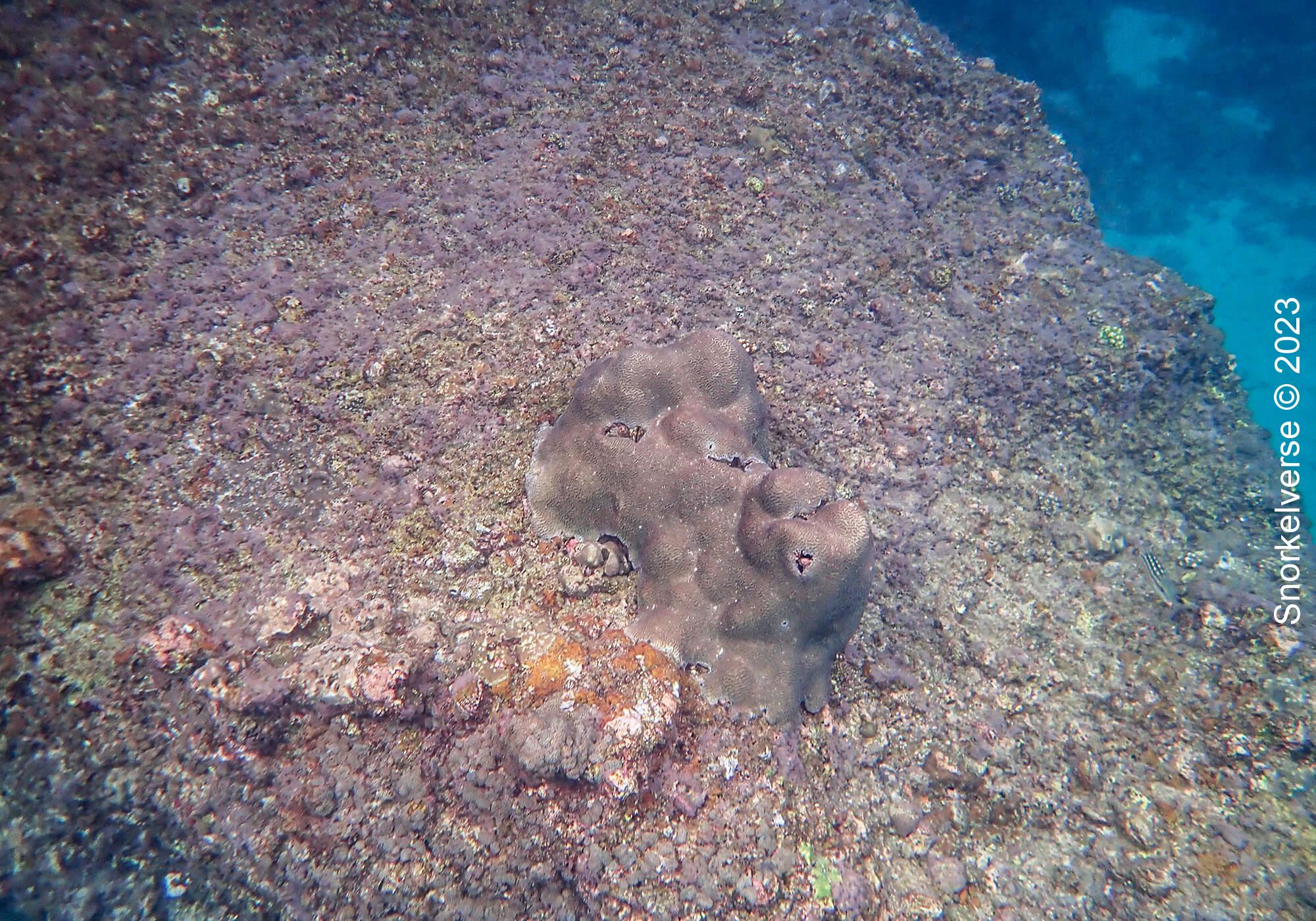 Rock cliff face with a single coral