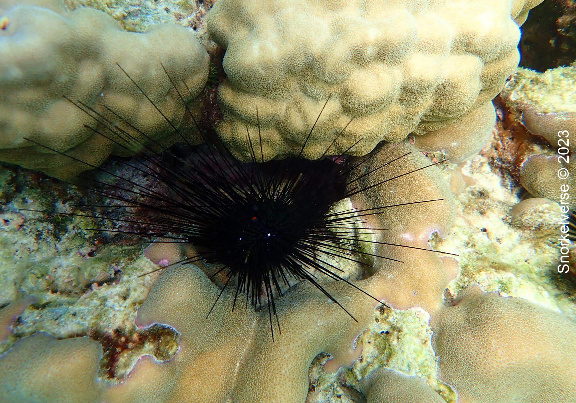 Sea Urchin