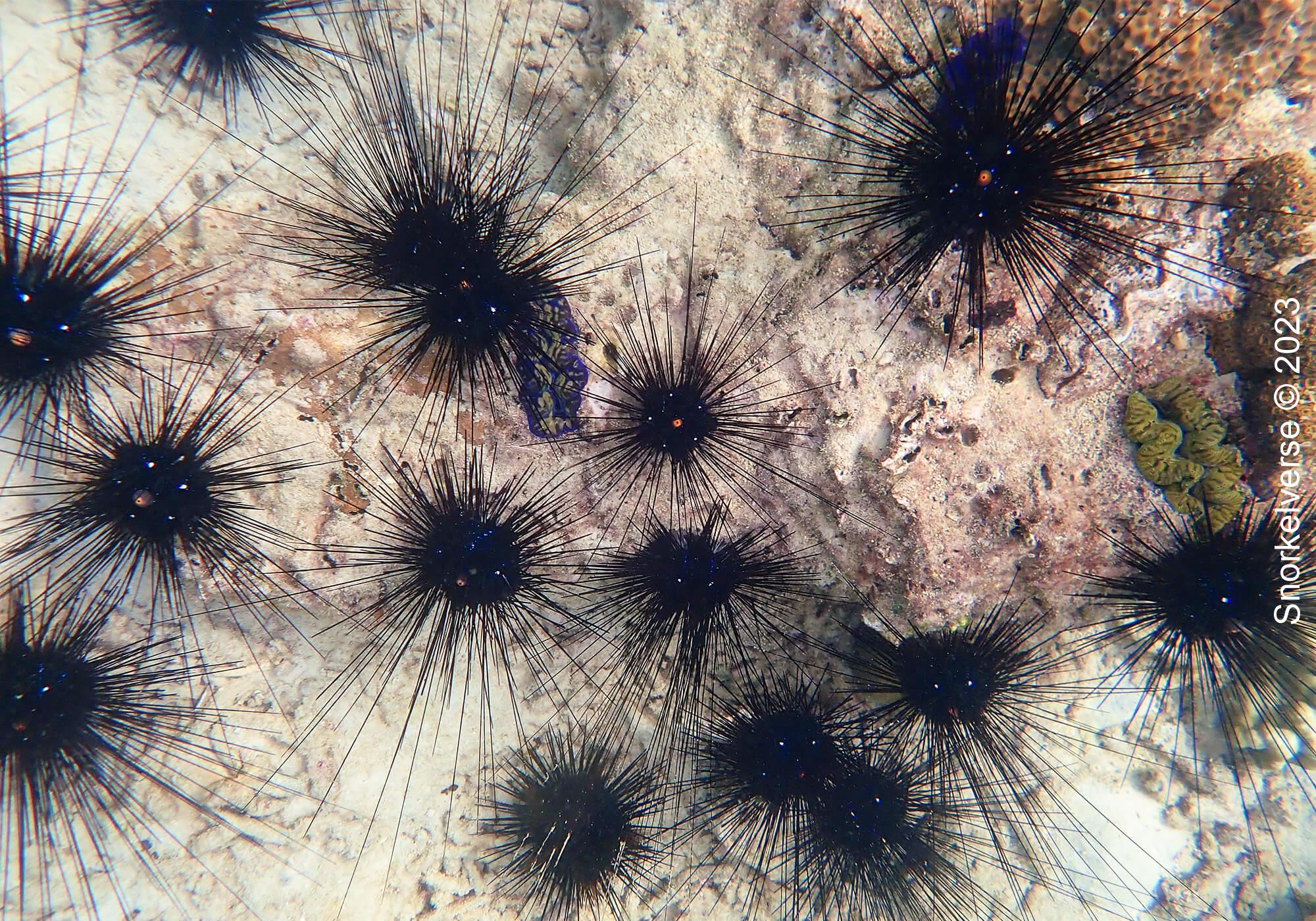 Sea Urchins