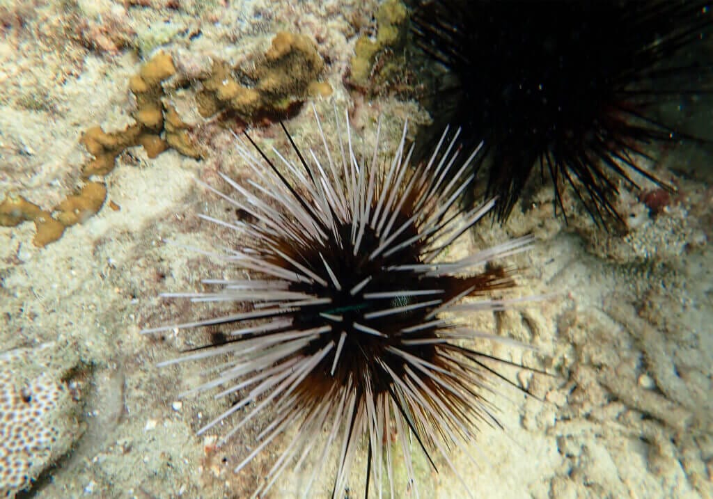 Double Spined Sea Urchinm Nui Bay