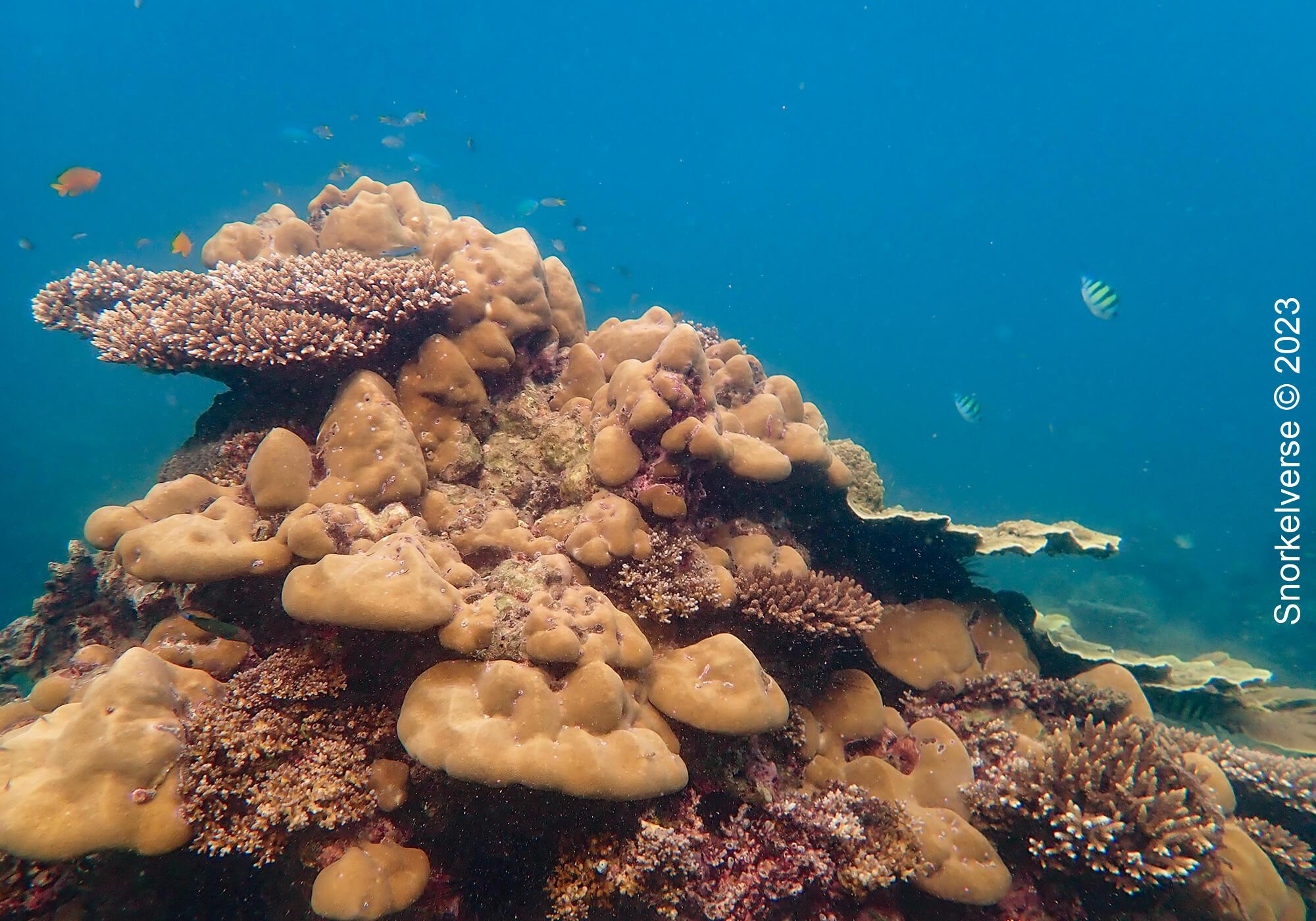 Loh Lana Bay Coral Reef