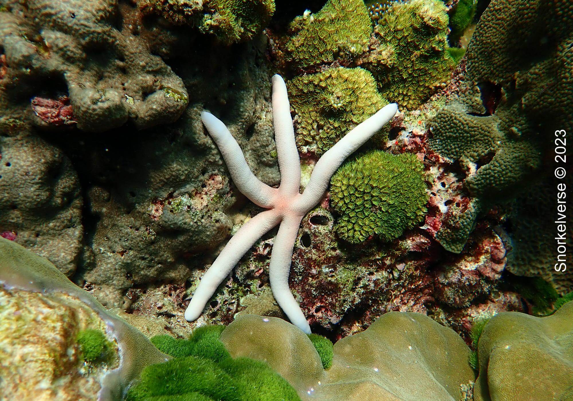 Snorkeling the remote islands of Koh Haa 32 Pink Star Fish