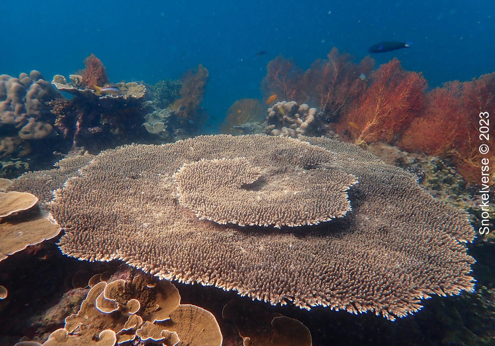What are the top threats to coral reefs? 4 Table Coral, Bamboo Island