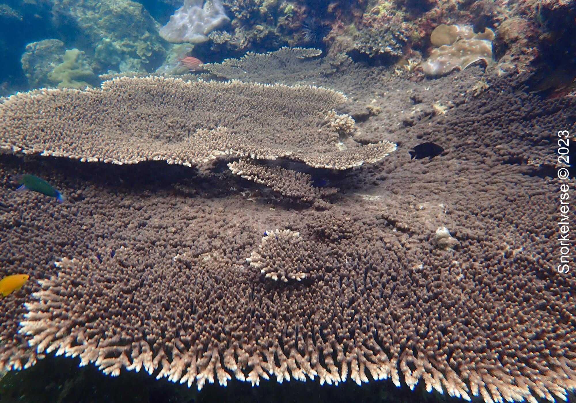 Table Coral, Loh Lana Bay