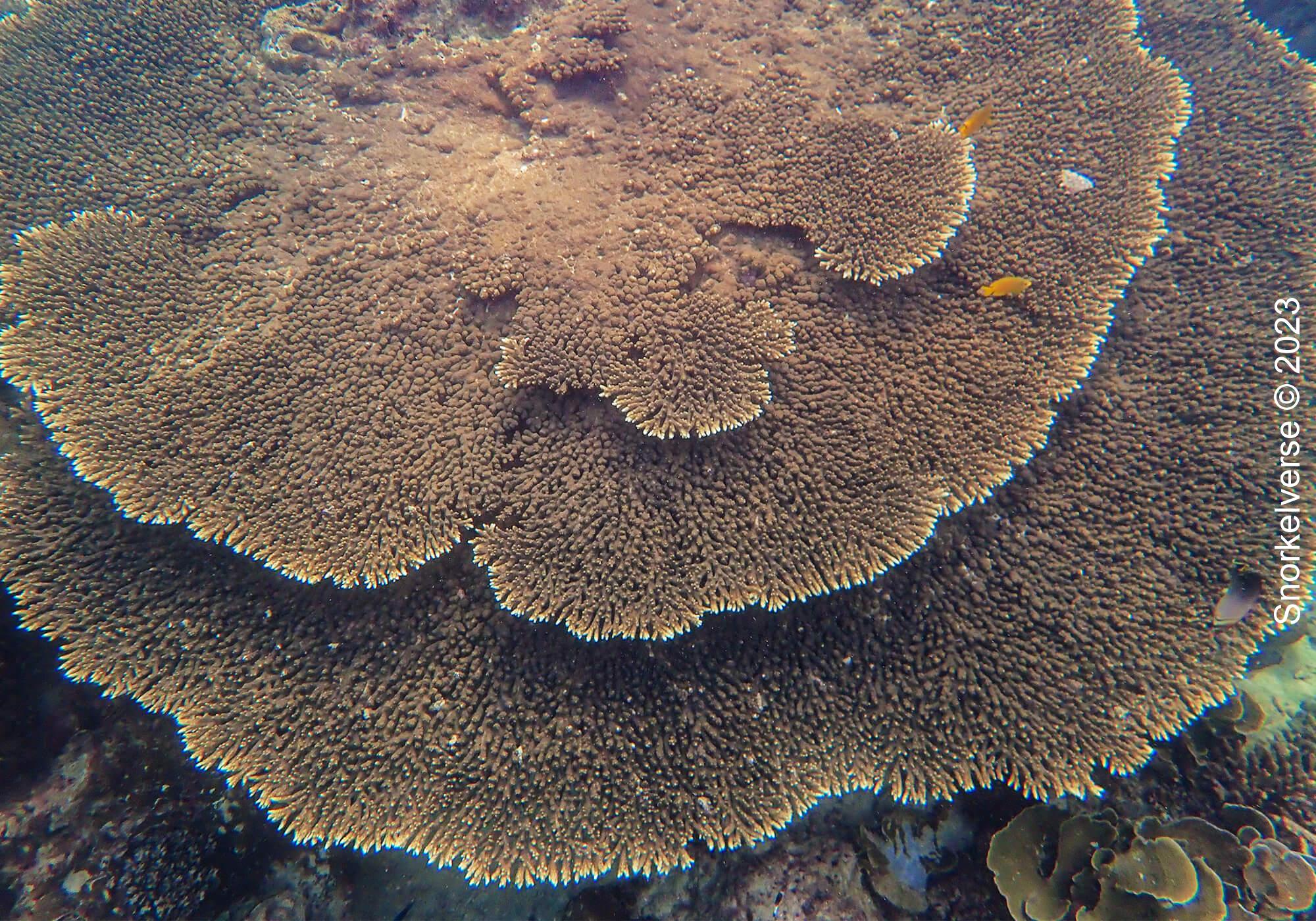 Table Coral At Loh Lana Bay