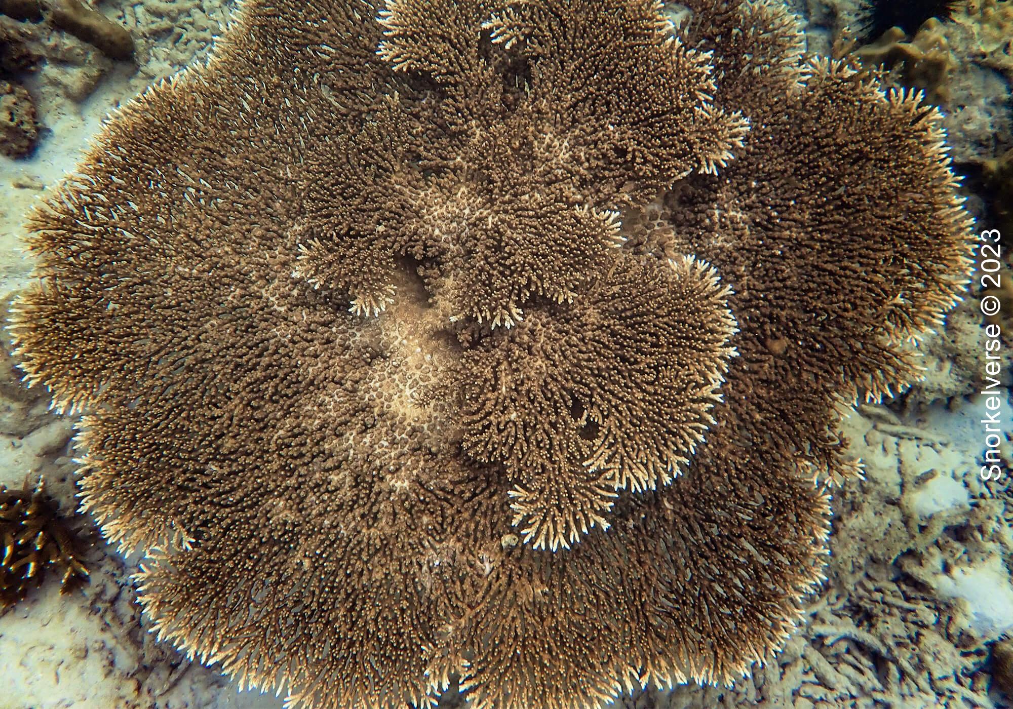 Snorkeling Nui Beach, Phi Phi Islands 34 Table Coral, Nui Beach