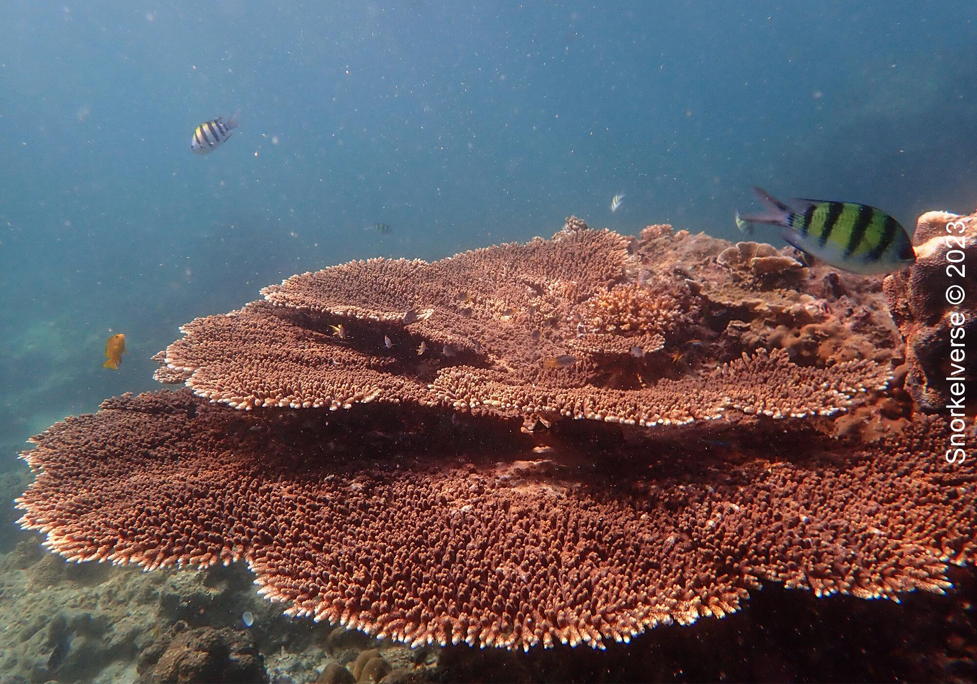 Large Table Coral, Nui Bay, Phi Phi Islands