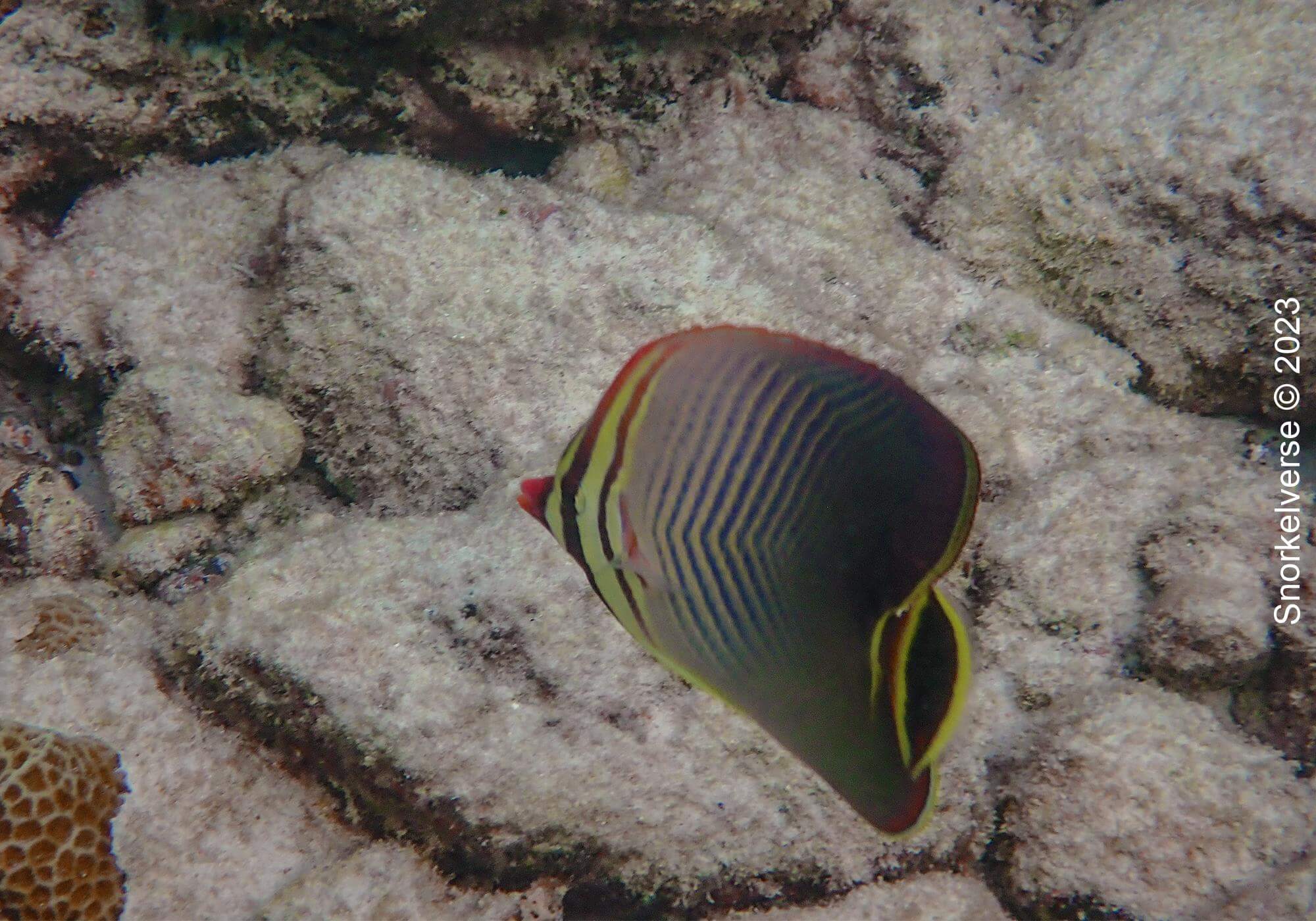 Triangle Butterfly Fish