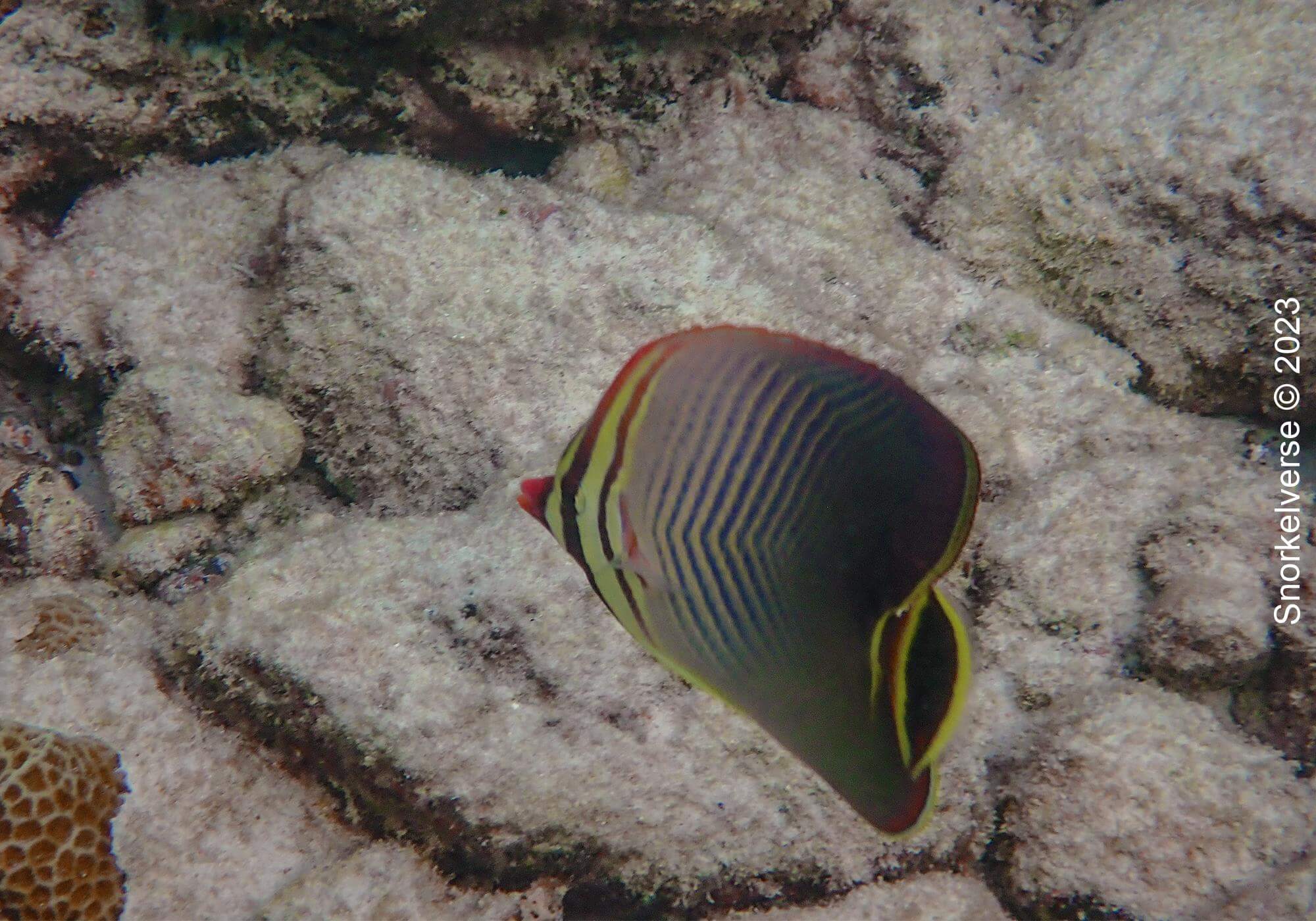 Snorkeling with Blacktip's at Shark Point, Phi Phi Islands 36 Triangle Butterfly Fish