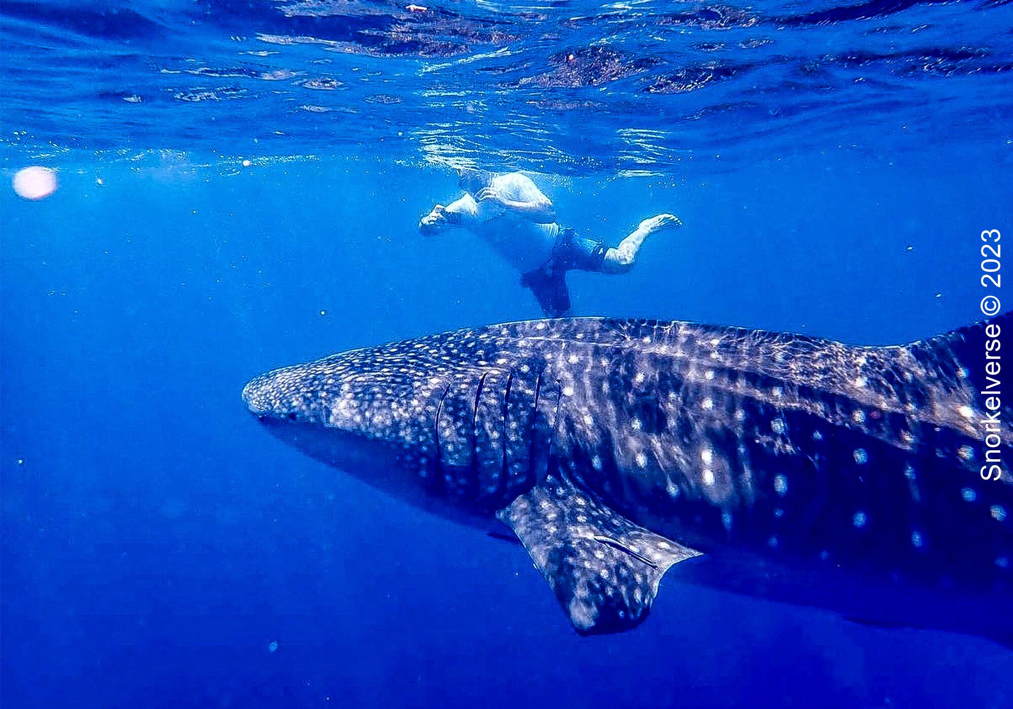 Luke swimming with Whale Shark, Muscat, Oman