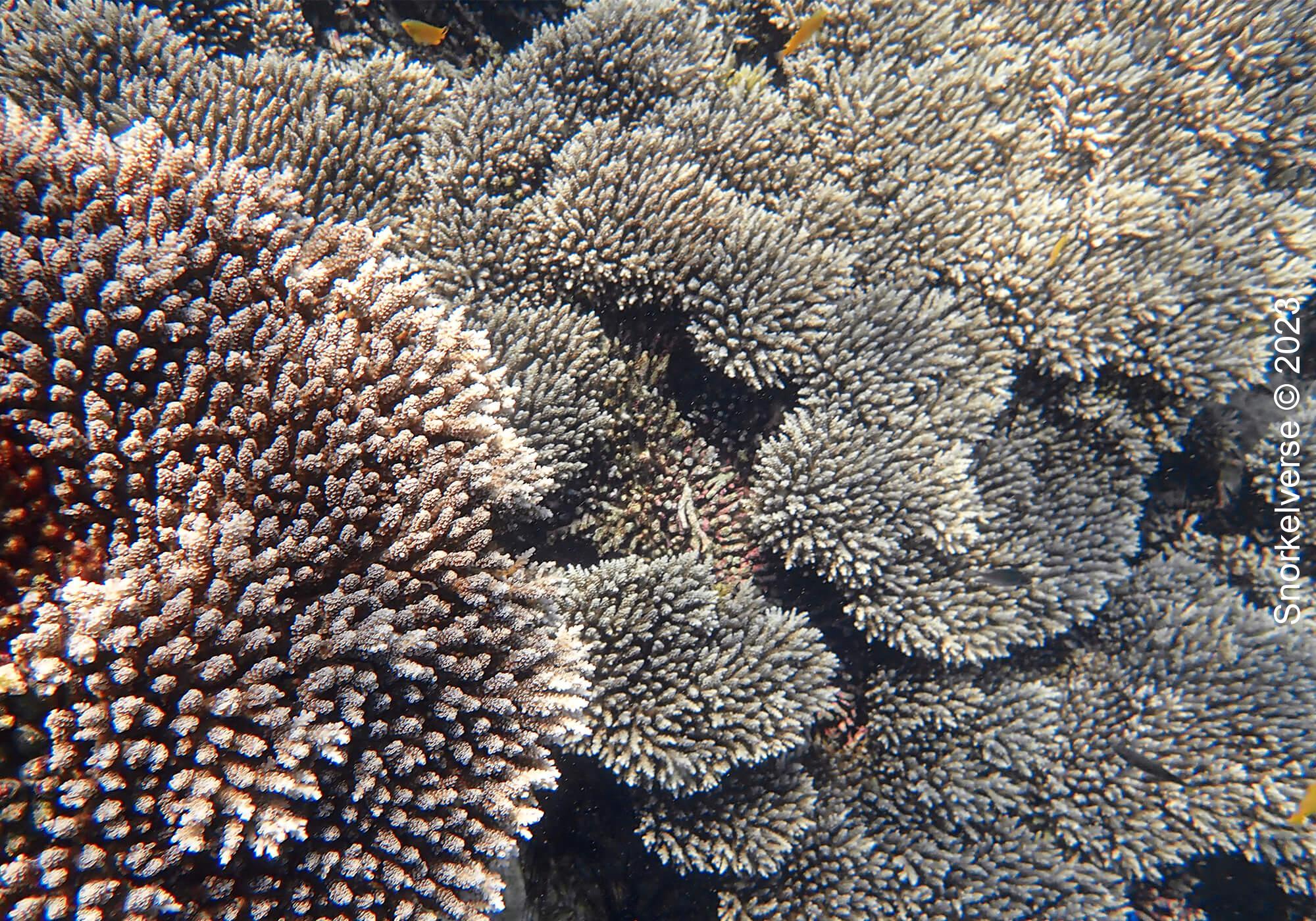Stoney Coral, Koh Hin Ngam