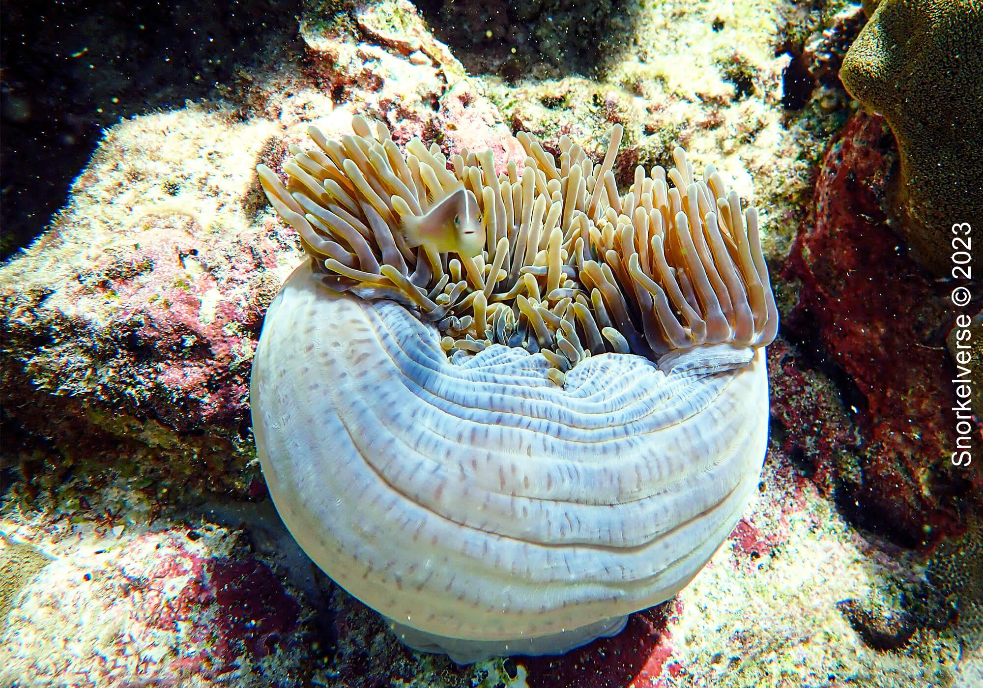 Snorkeling Sunrise Beach, Koh Lipe 33 Nosestripe Anemonefish