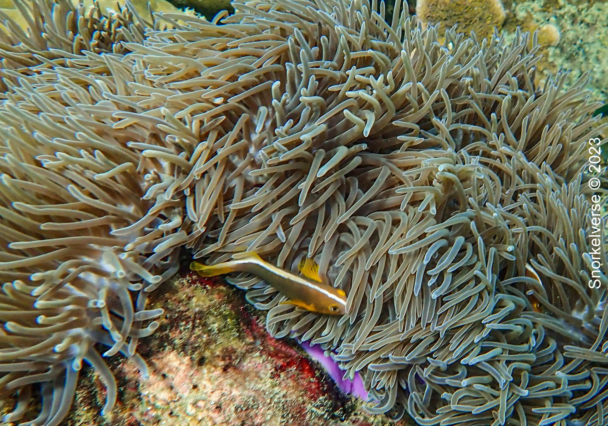 Snorkeling the underwater rainforest of Bamboo Island, Phi Phi Islands 28 Nosestripe Anemonefish