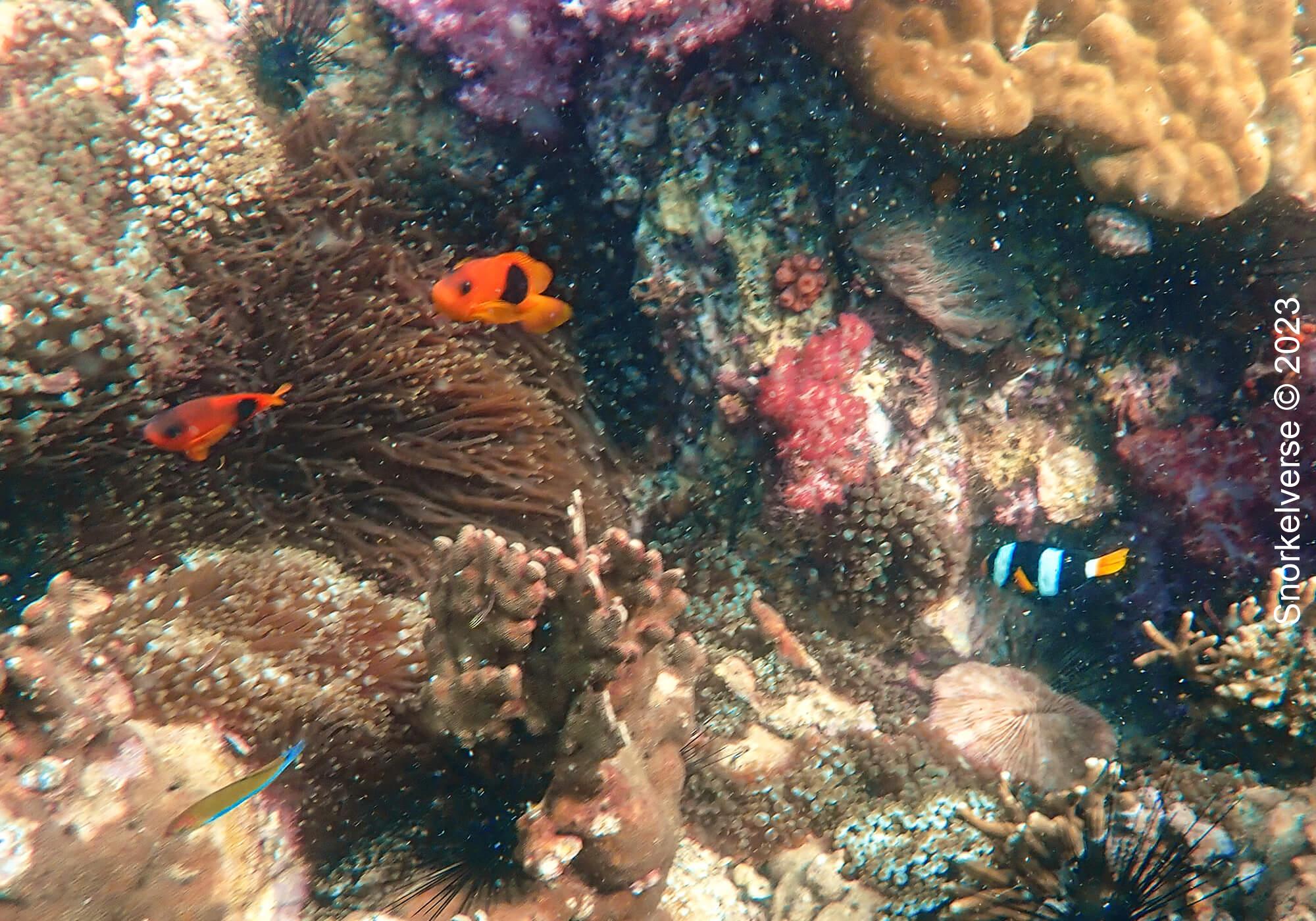 Koh Lipe Full Day Snorkel Trip 50 Anemonefish, Jabang
