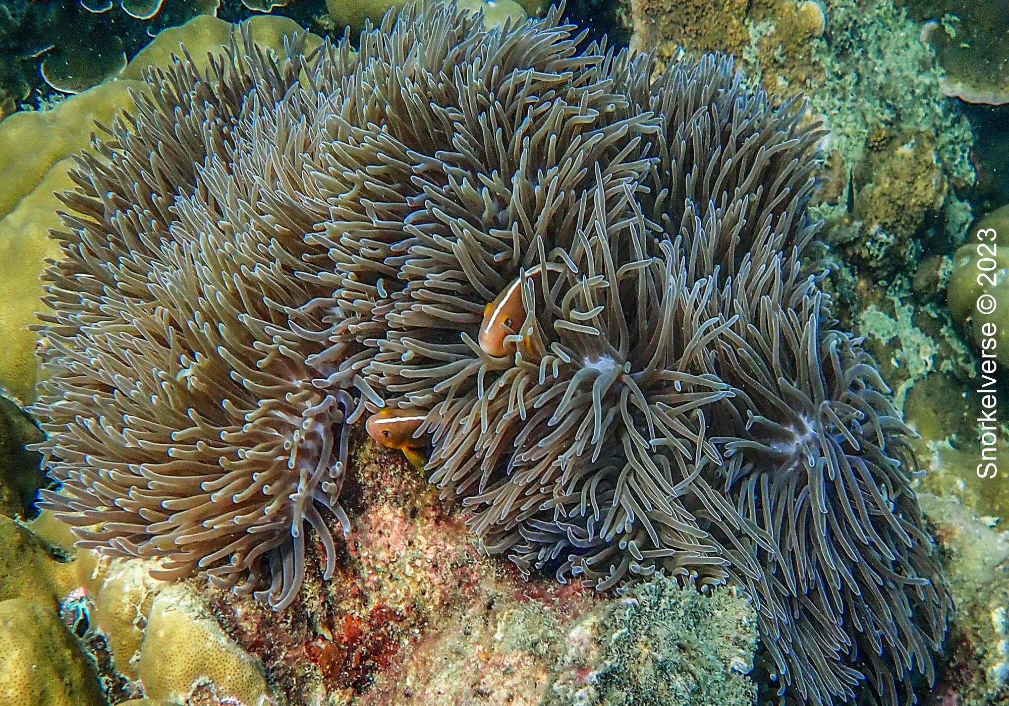Snorkeling the underwater rainforest of Bamboo Island, Phi Phi Islands 27 Anemonefish, Bamboo Island