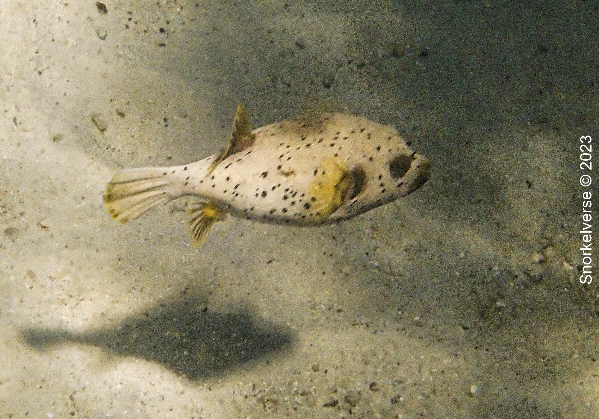 Blackspotted Pufferfish, Koh Lipe