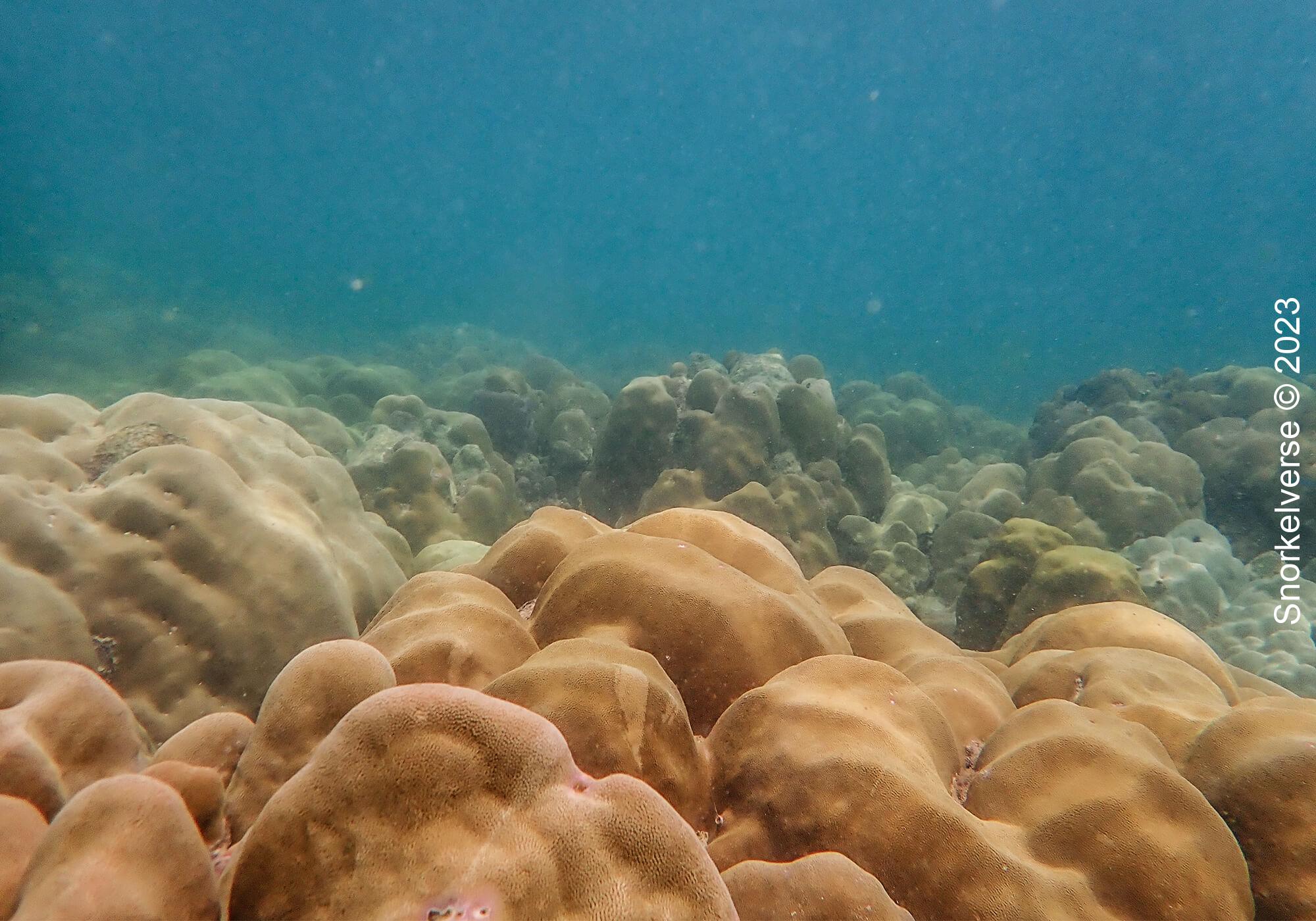 Boulder Coral