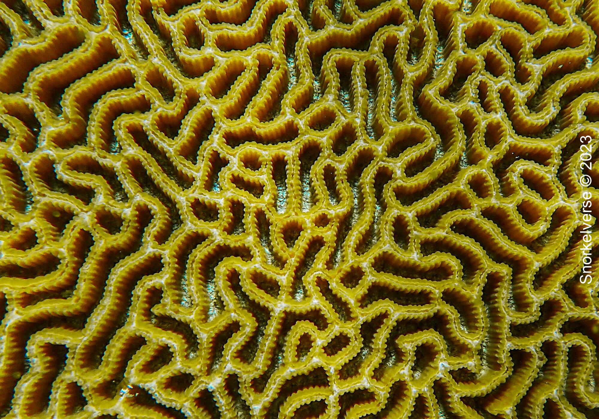 Brain Coral Close Up