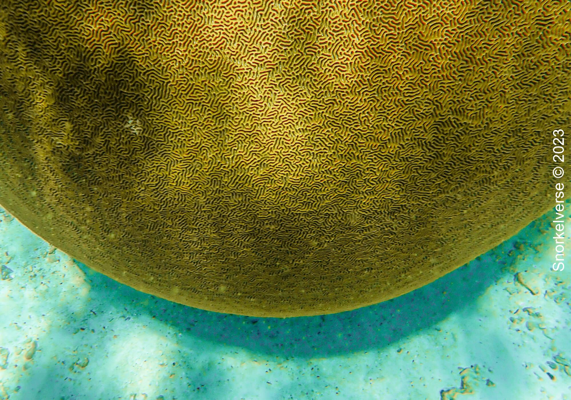 Massive Brain Coral, Koh Kra