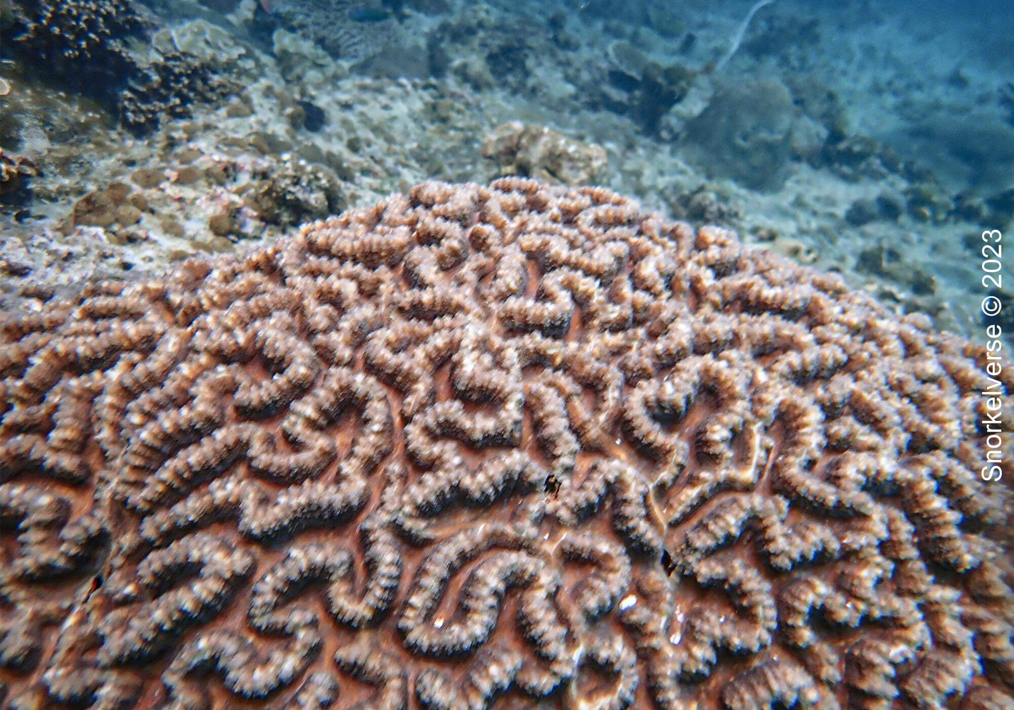 Snorkeling Viking Cave in Phi Phi Islands 30 Brain Coral Viking Cave 1